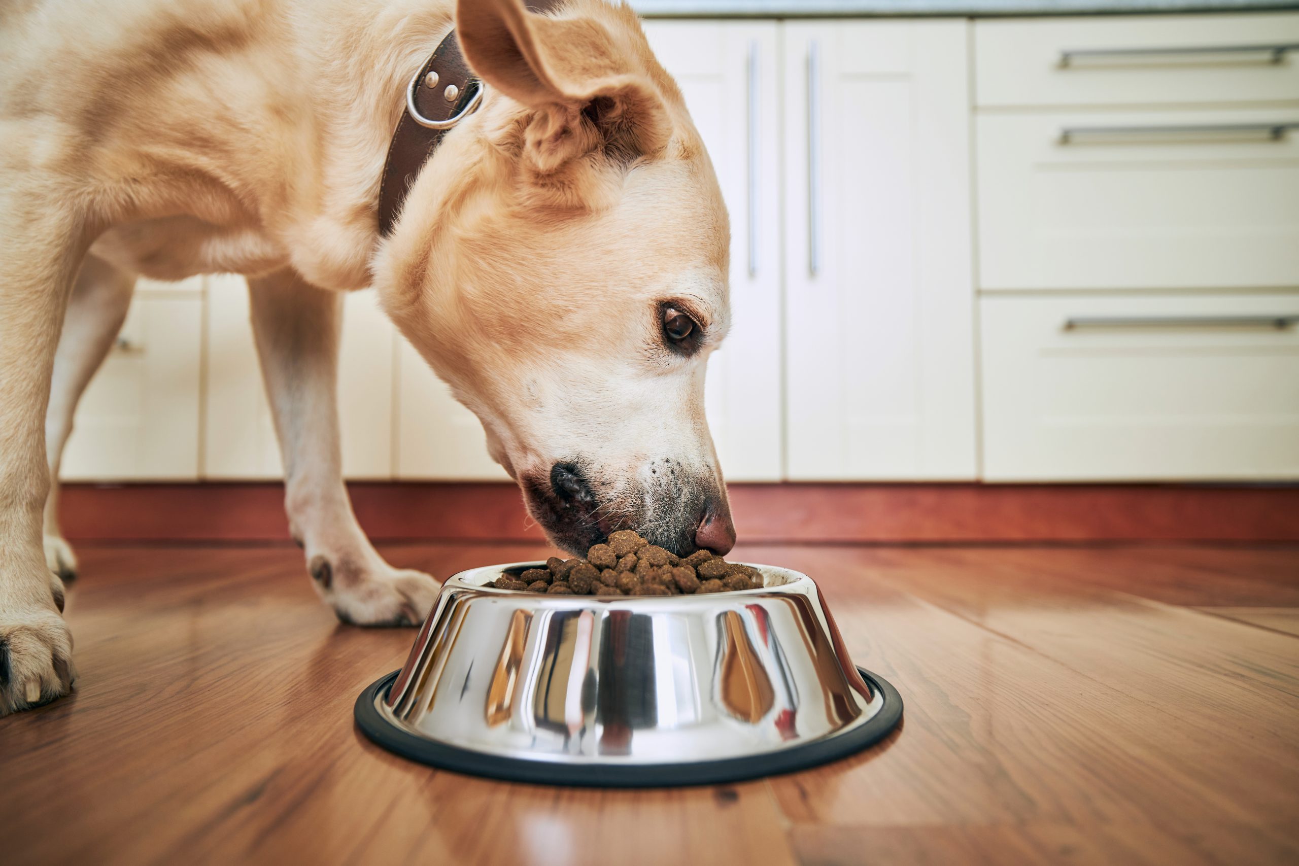 best dog food for labradors