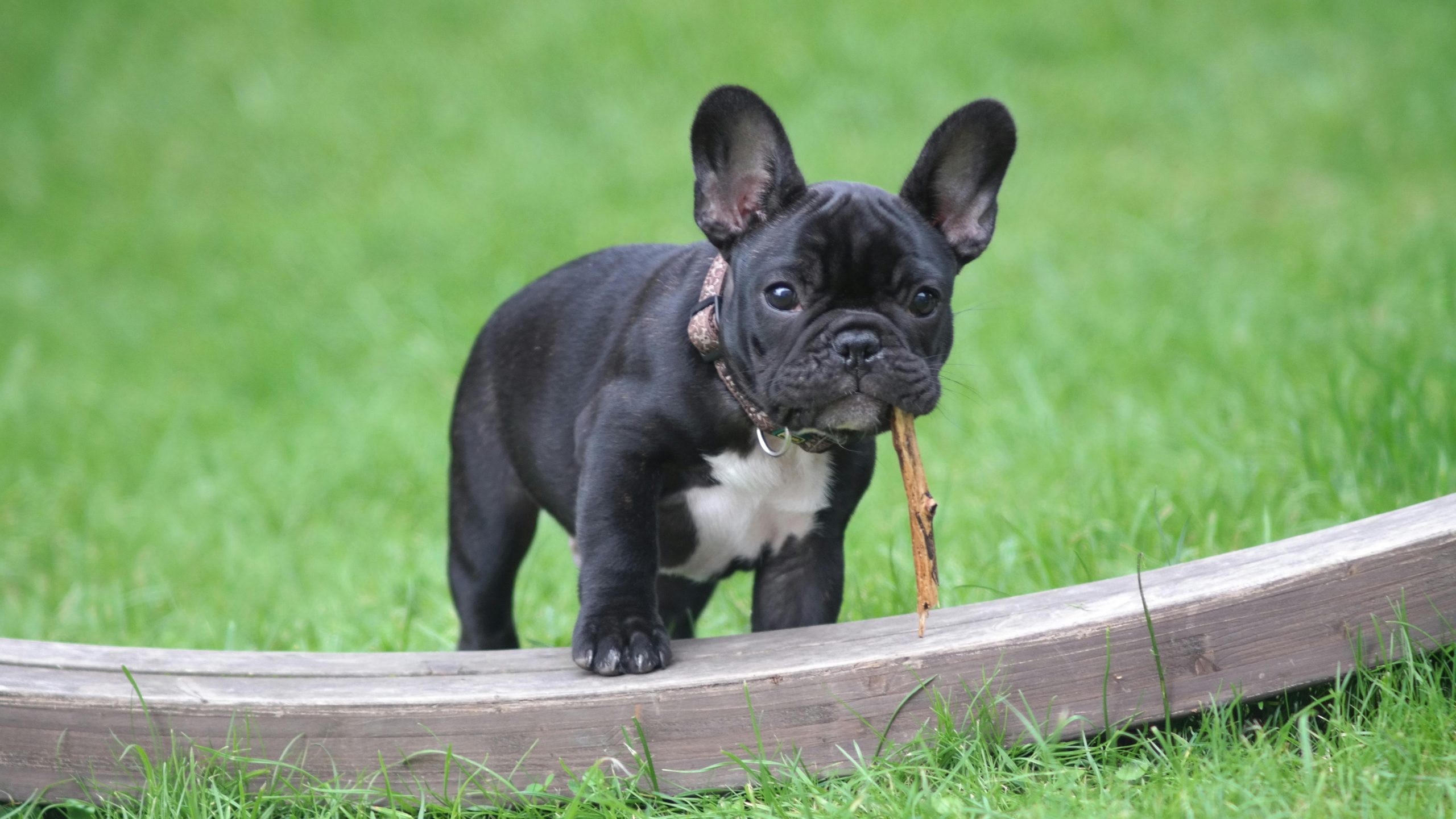 main image for best dog food for french bulldogs in 2024