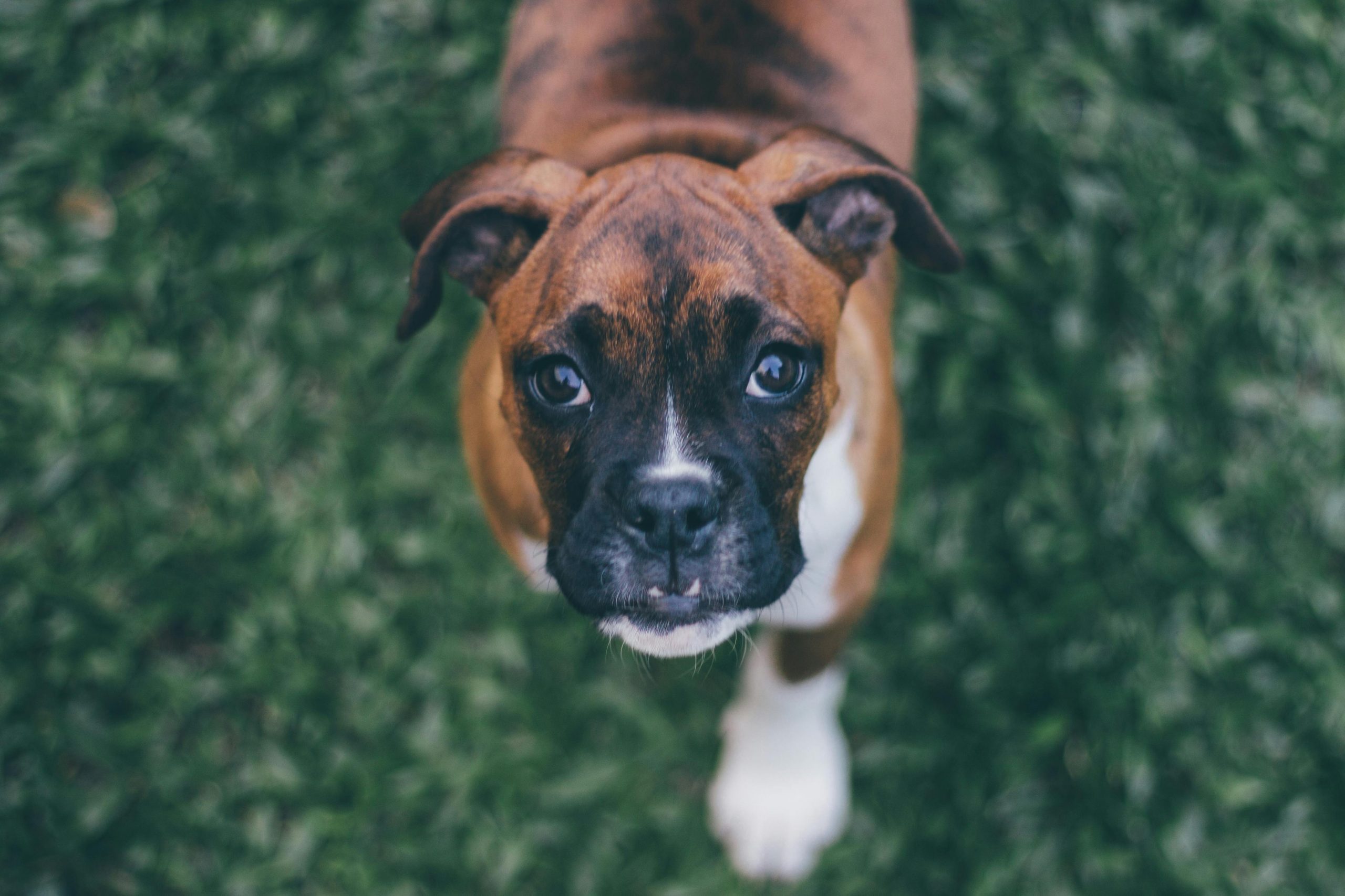 best dog food for boxers