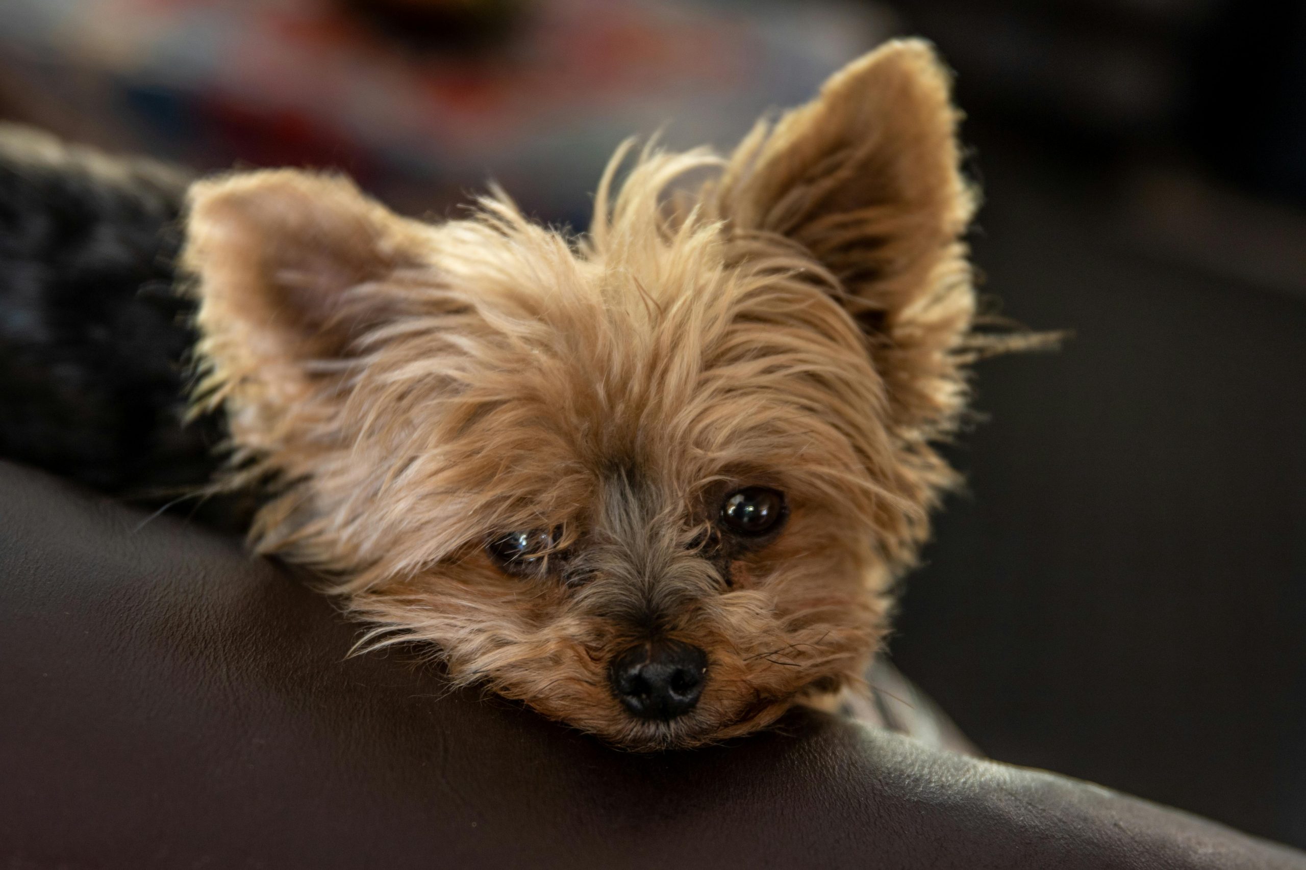 main image for best dog food for yorkies