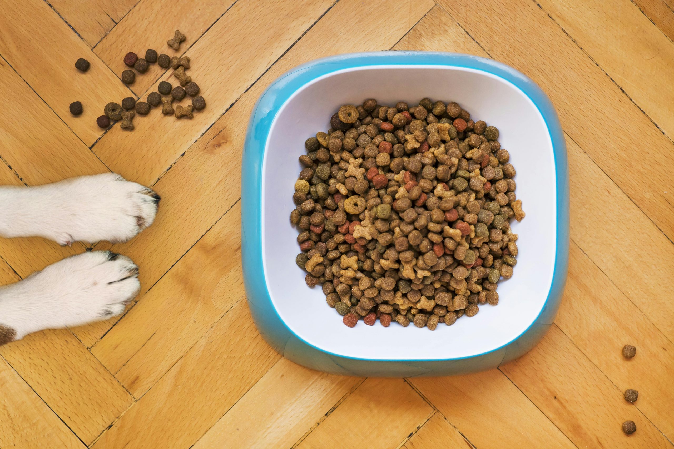 main image for best dog food for skin allergies