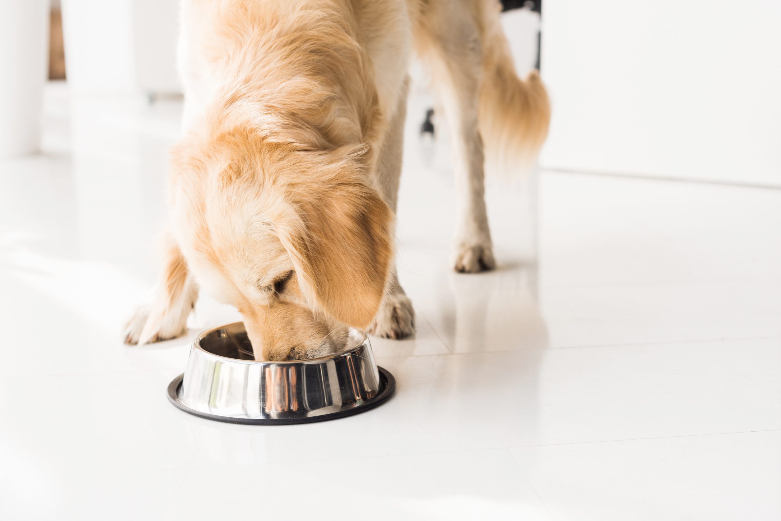 best organic dog food