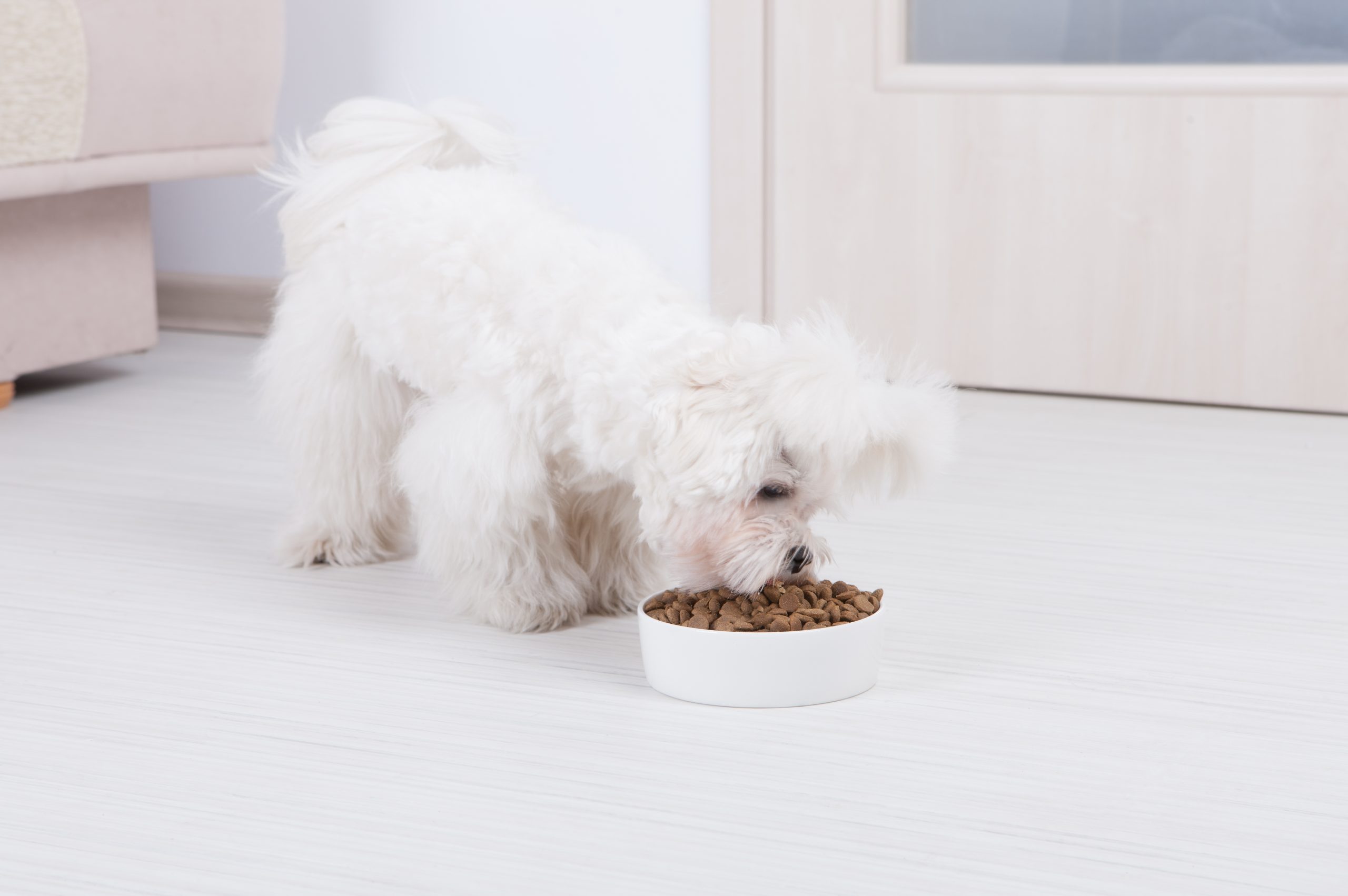 main image for the best small-breed puppy food to fill up your tiny pup