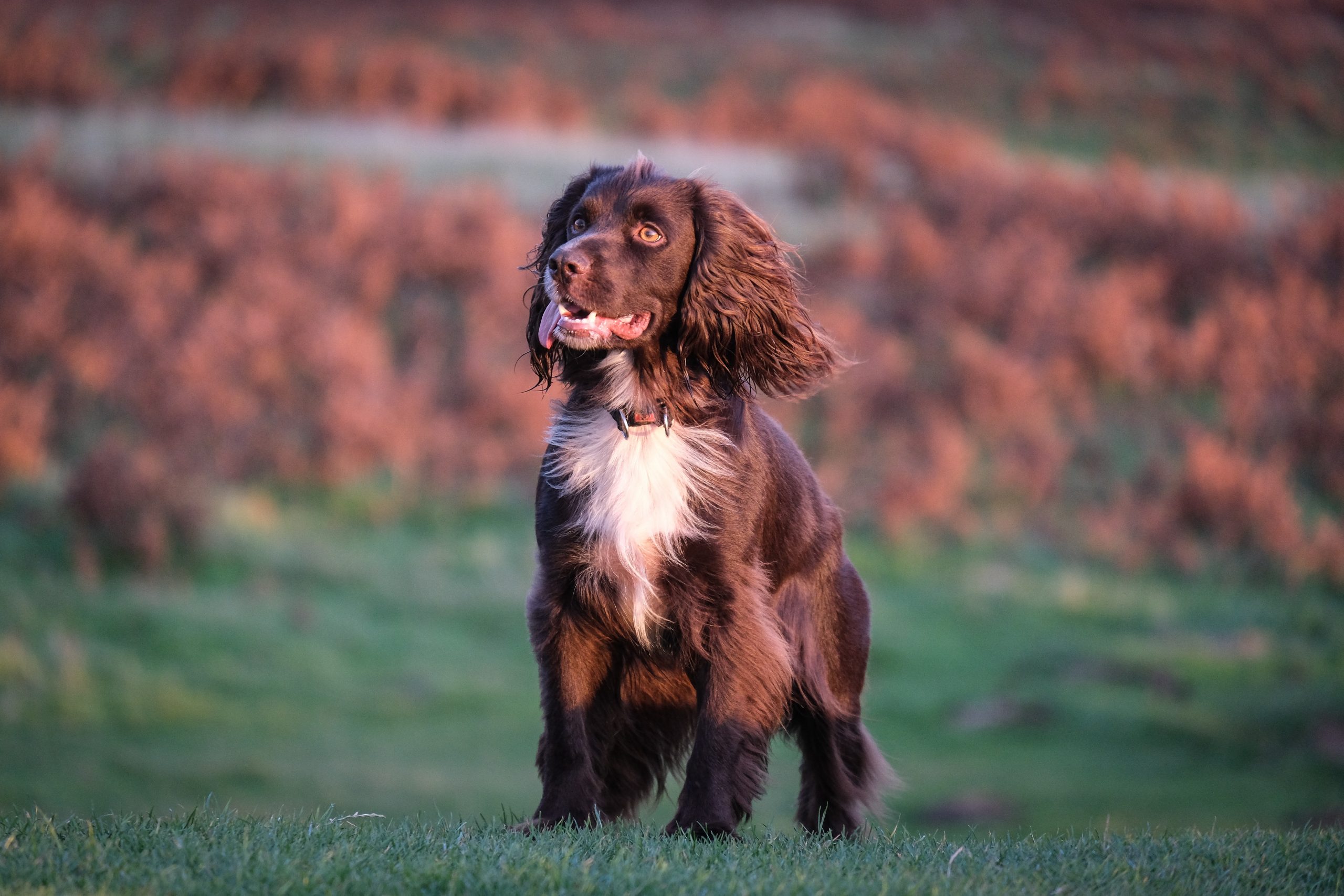 main image for the best dog food for boykin spaniels