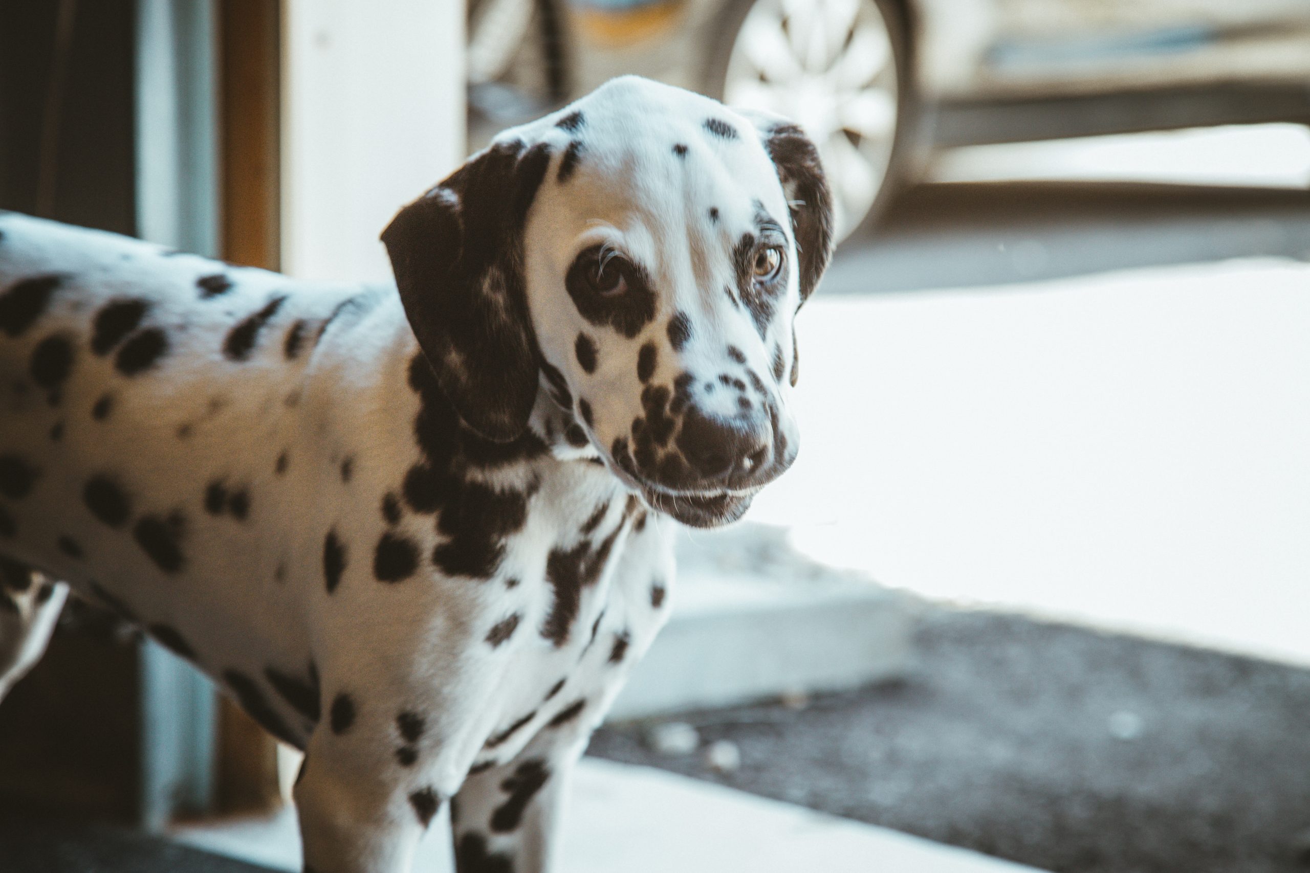 main image for the best dog food for dalmatians