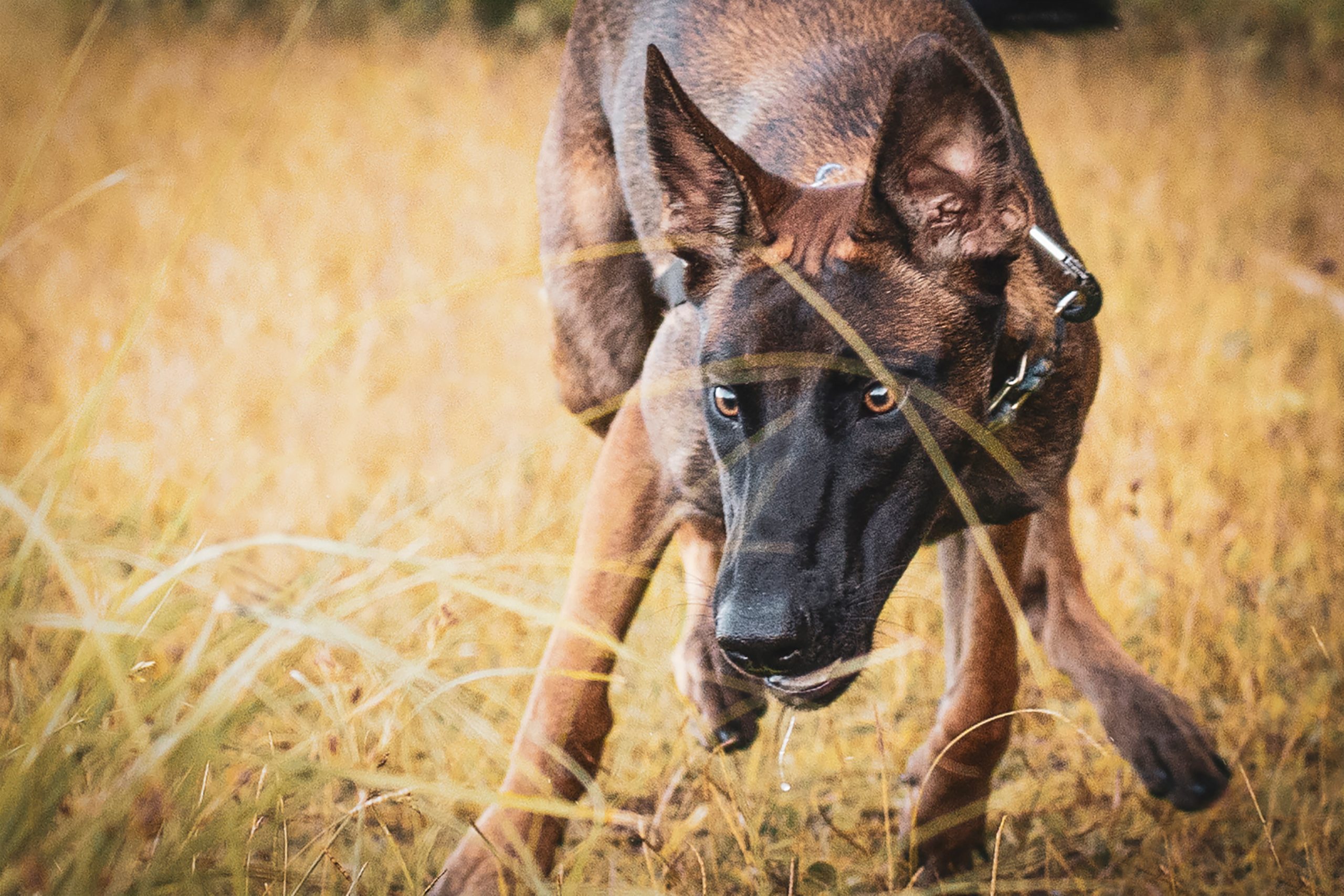 best dog food for Belgian Malinois