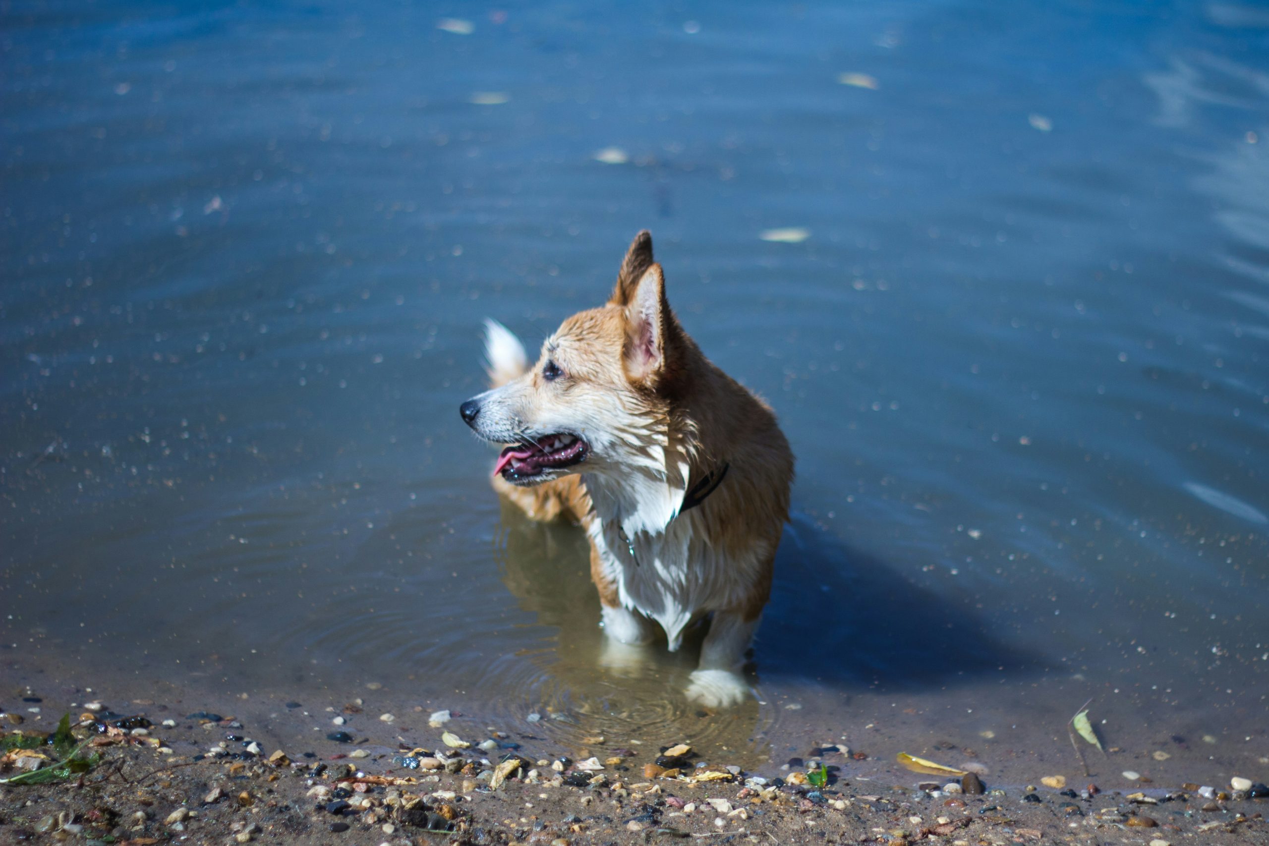 main image for the best dog food for corgis in 2024