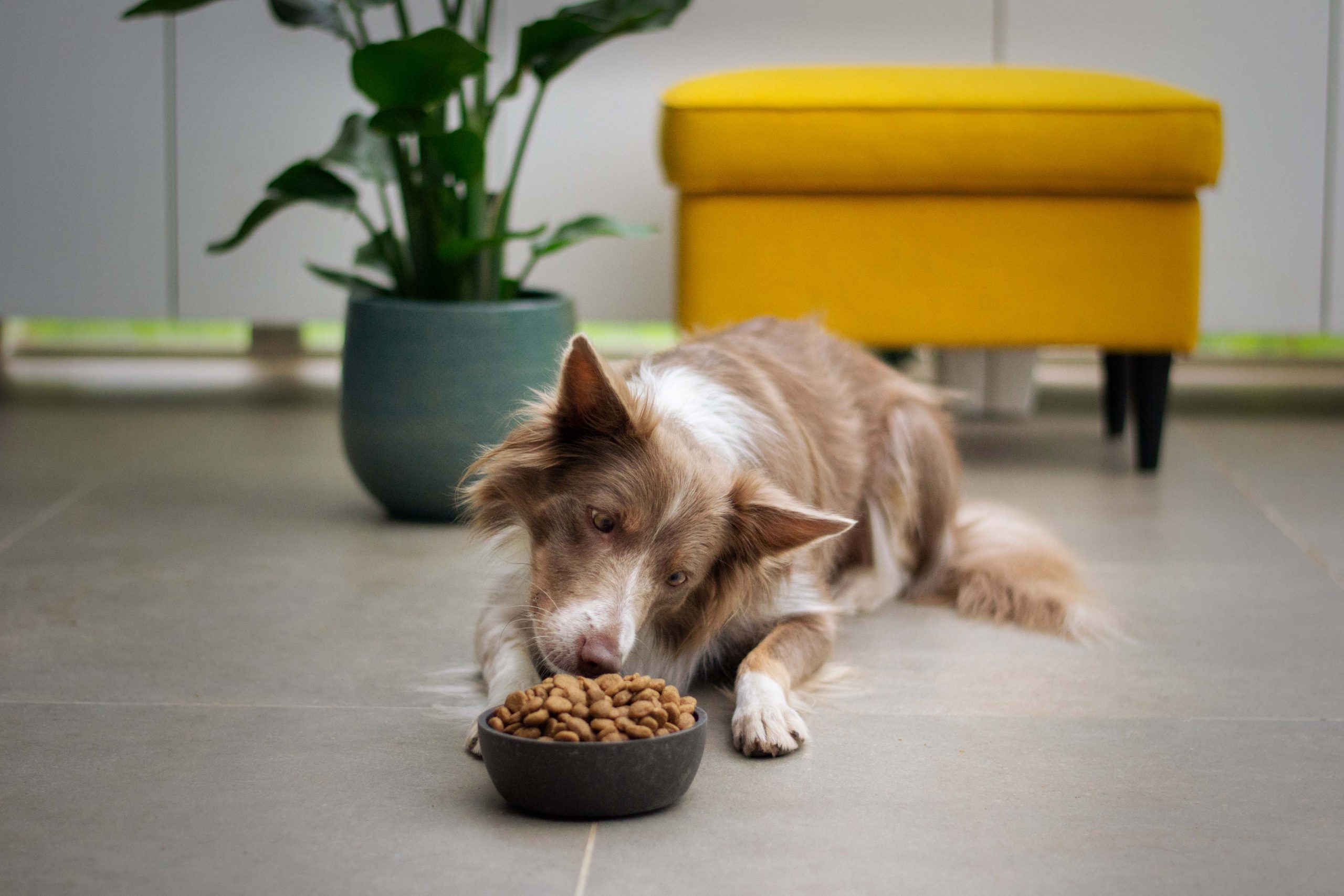 best dog foods for pregnant dogs