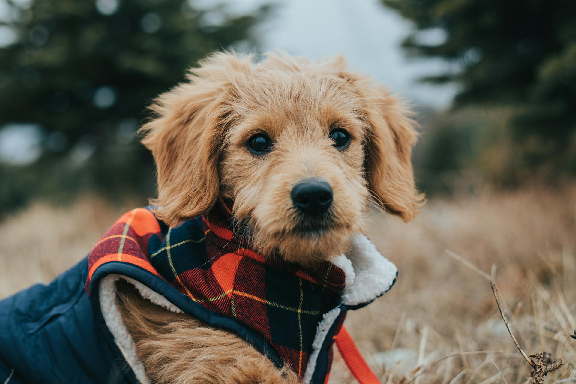 main image for the best dog bed for goldendoodle in 2024