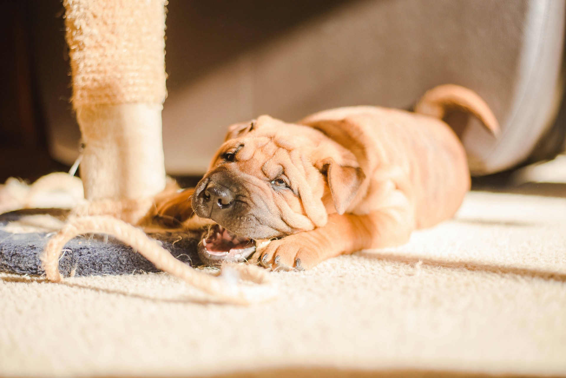 main image for the best dog bed for chewers in 2024