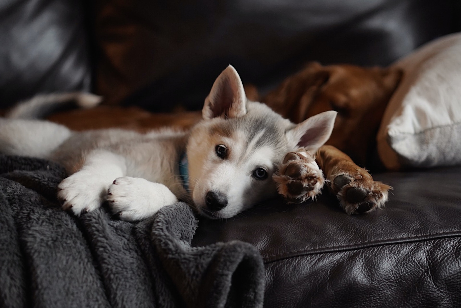 main image for the best dog bed for husky