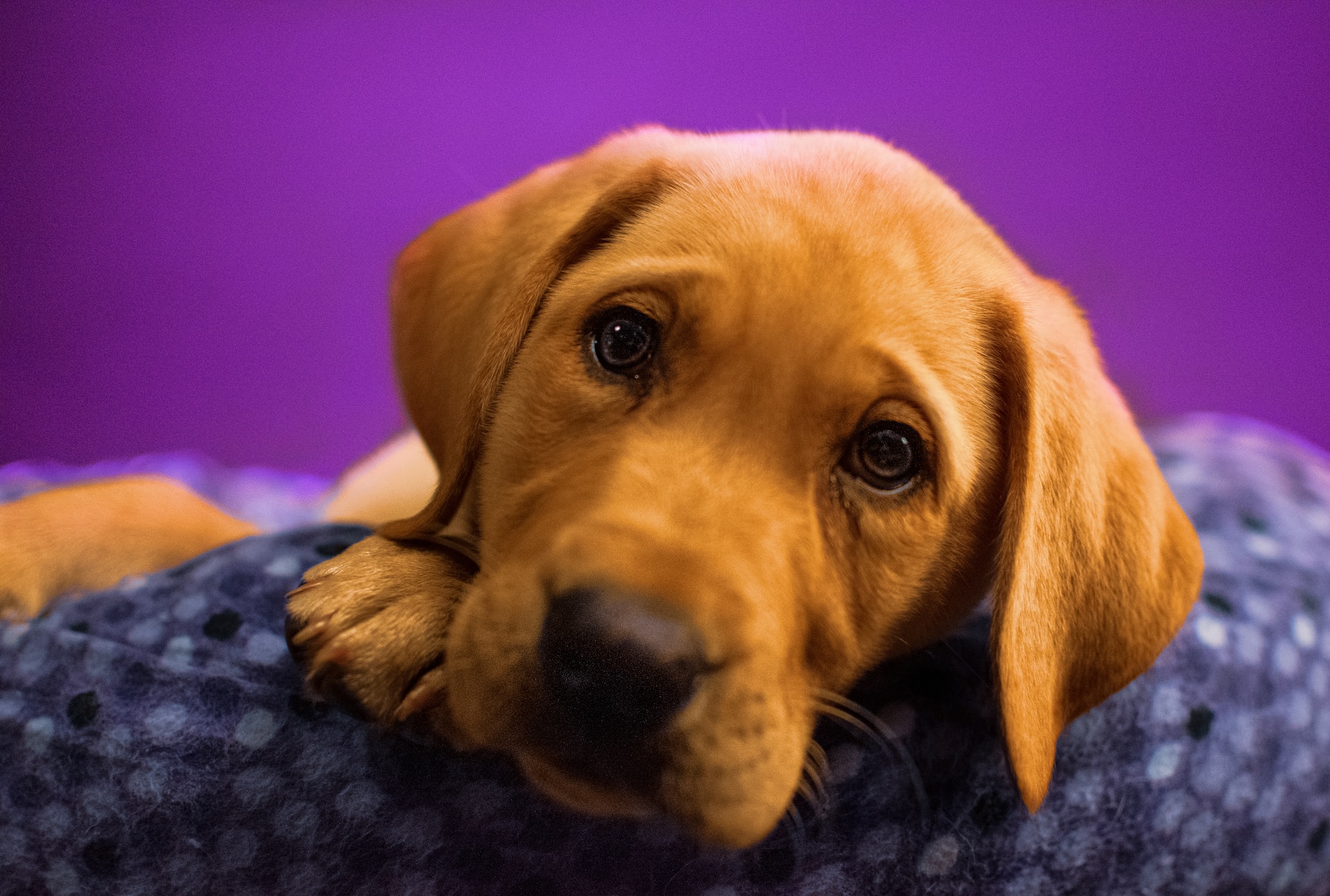 main image for the best dog bed for labrador