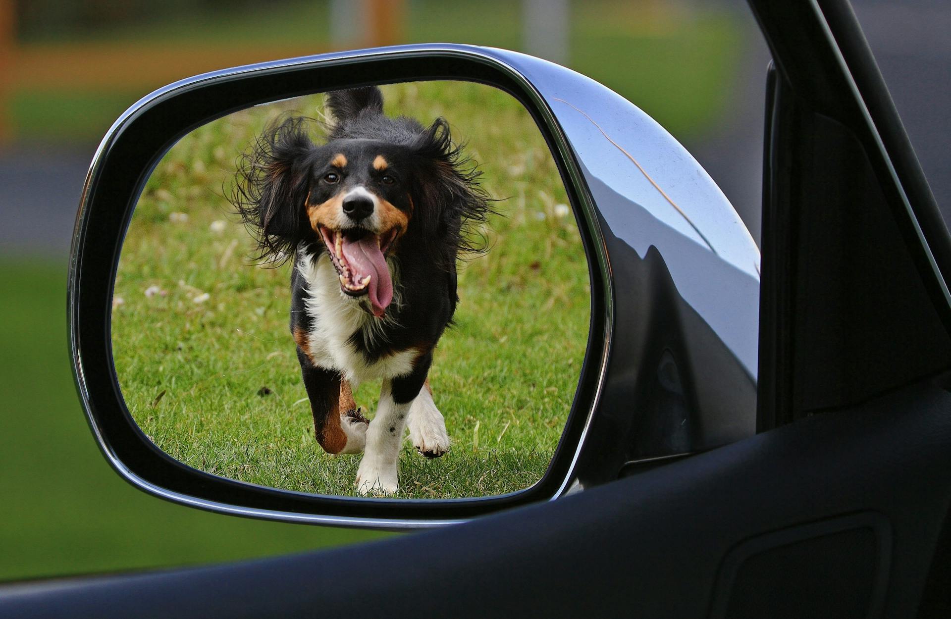 main image for the best dog bed for the back of suv in 2024