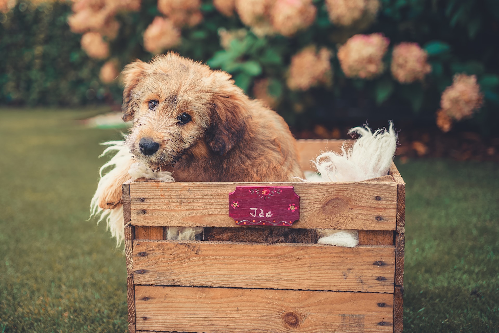 main image for the best dog beds for crates