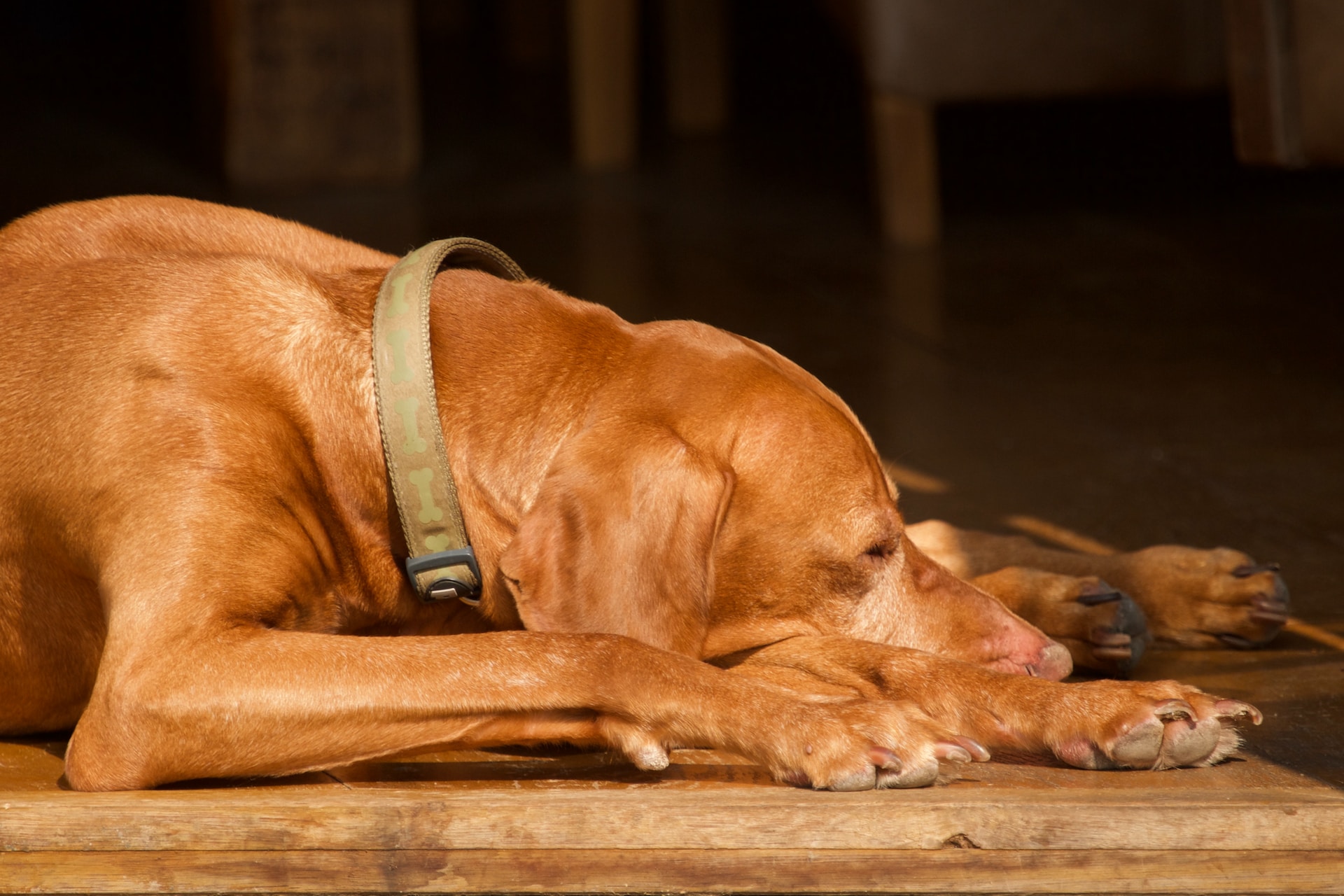 main image for the best dog beds for hot weather