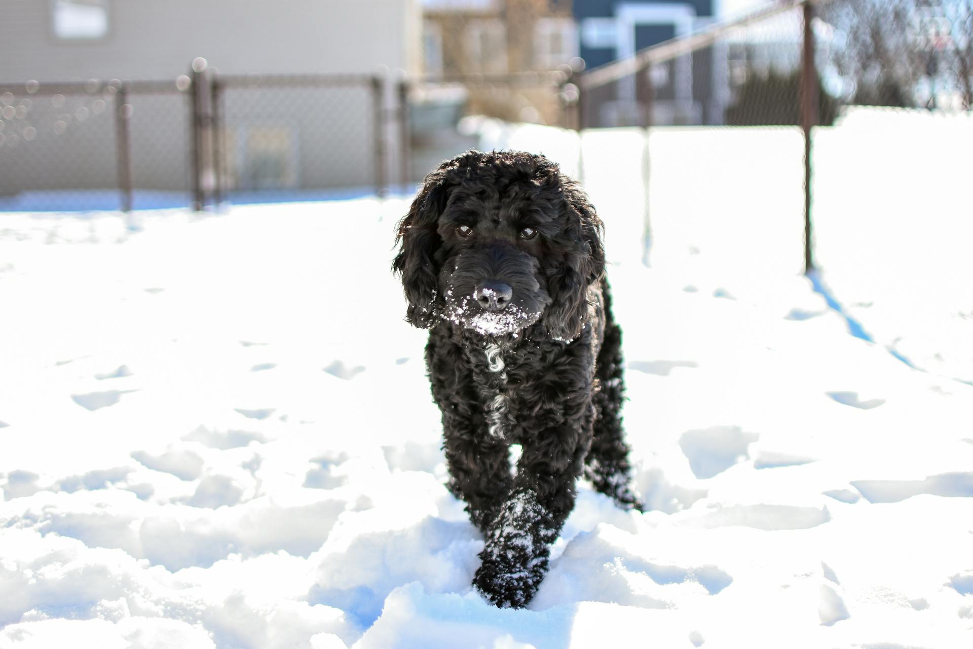 main image for the best dog food for cockapoo in 2024