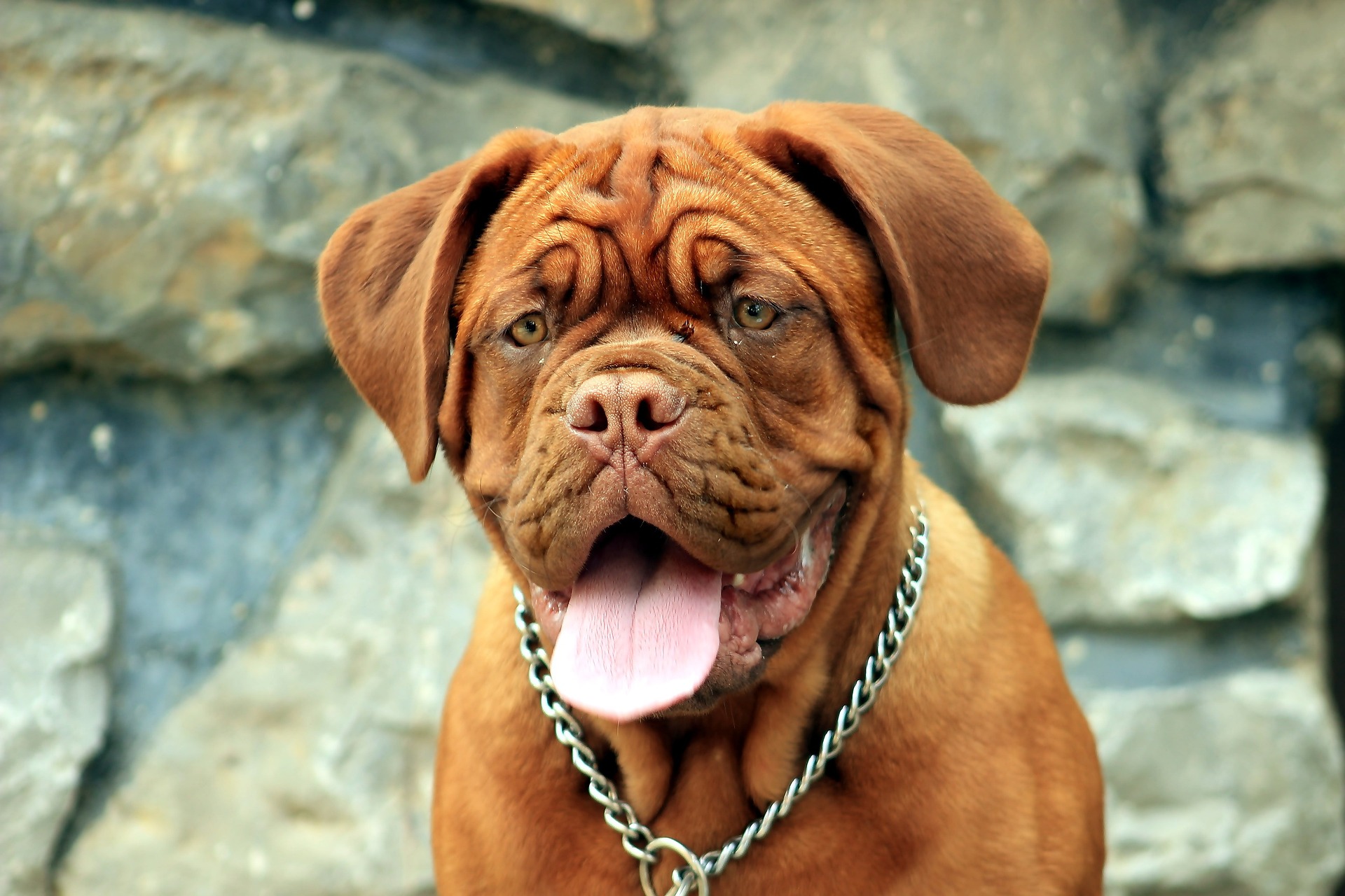 best dog food for english mastiff