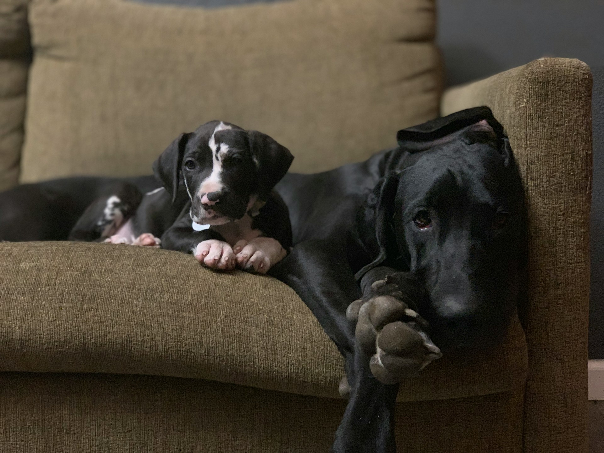 best dog food for great dane puppies