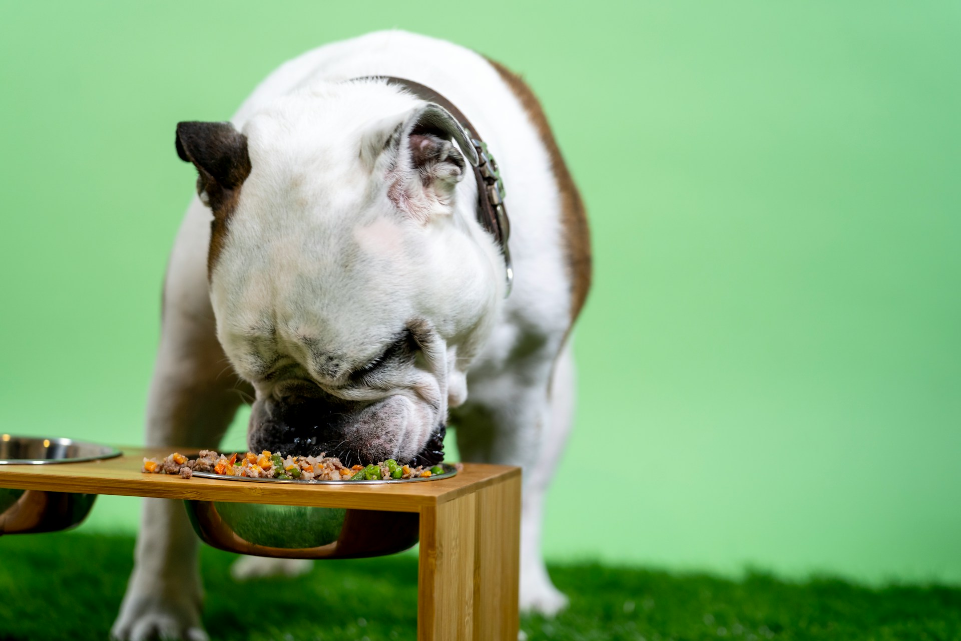 best natural dog food