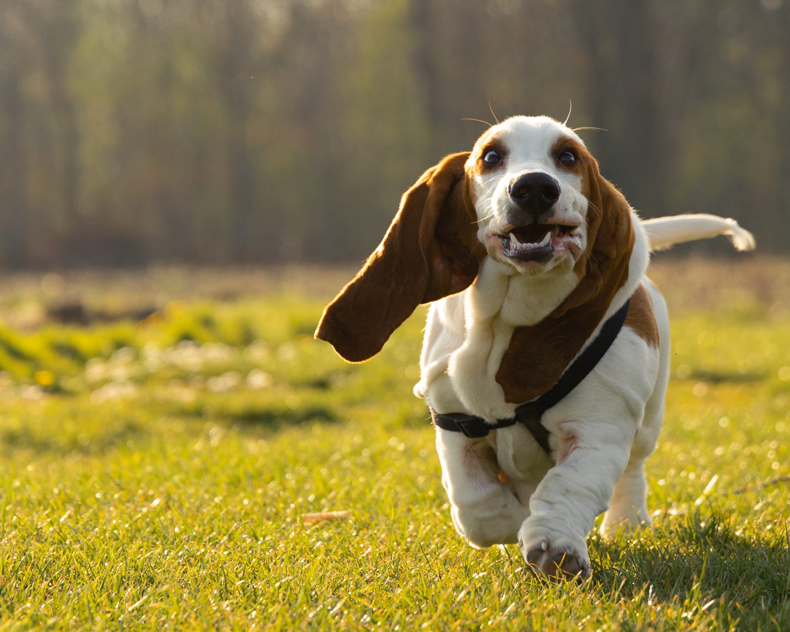 best dog food for basset hounds