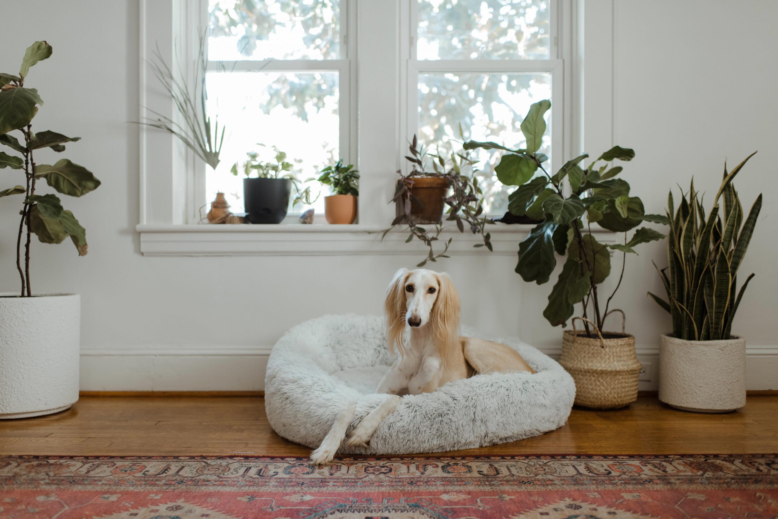 main image for the best dog bed for allergies