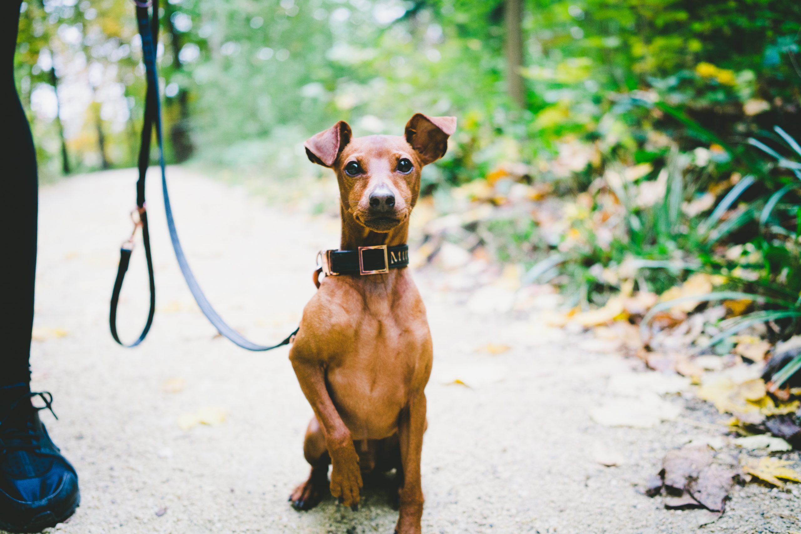 best dog food for dobermans