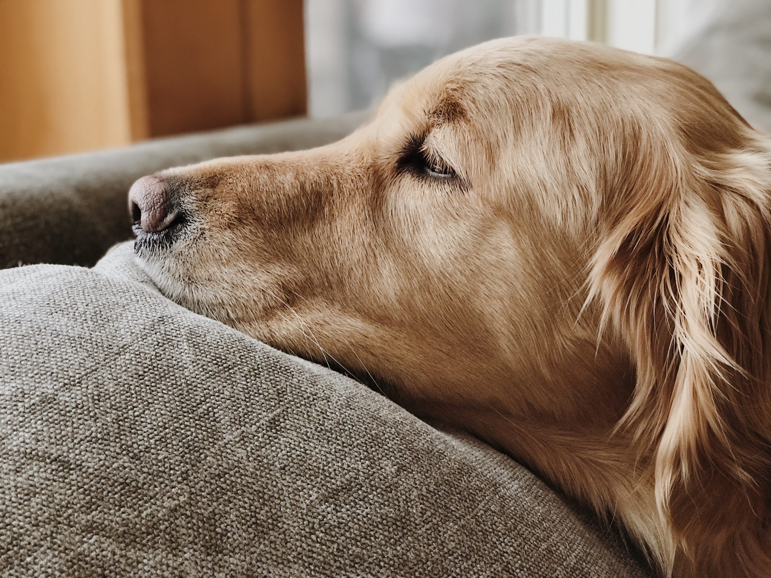 main image for the best dog bed for golden retriever