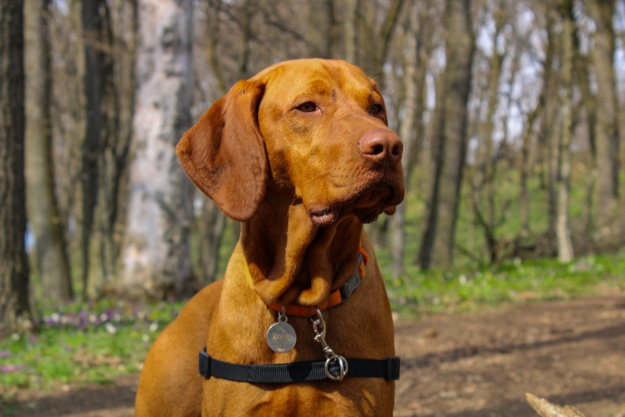 best dog food for Vizslas