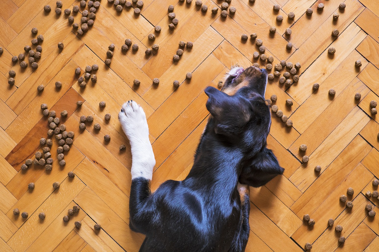 main image for the best homemade dog food