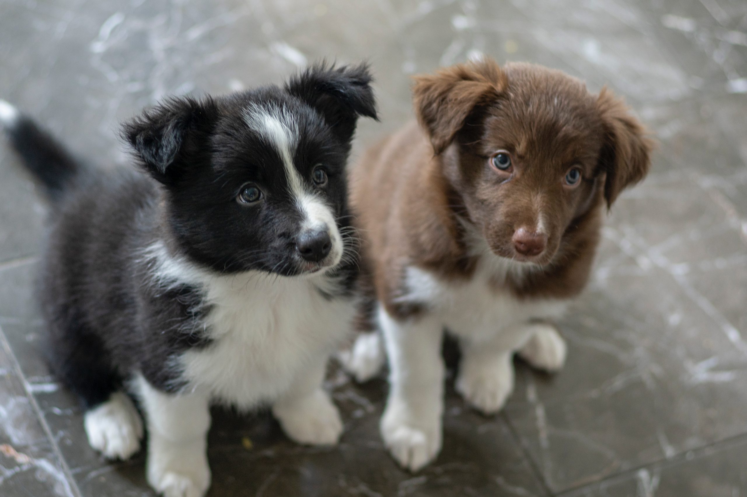 best dog food for border collies