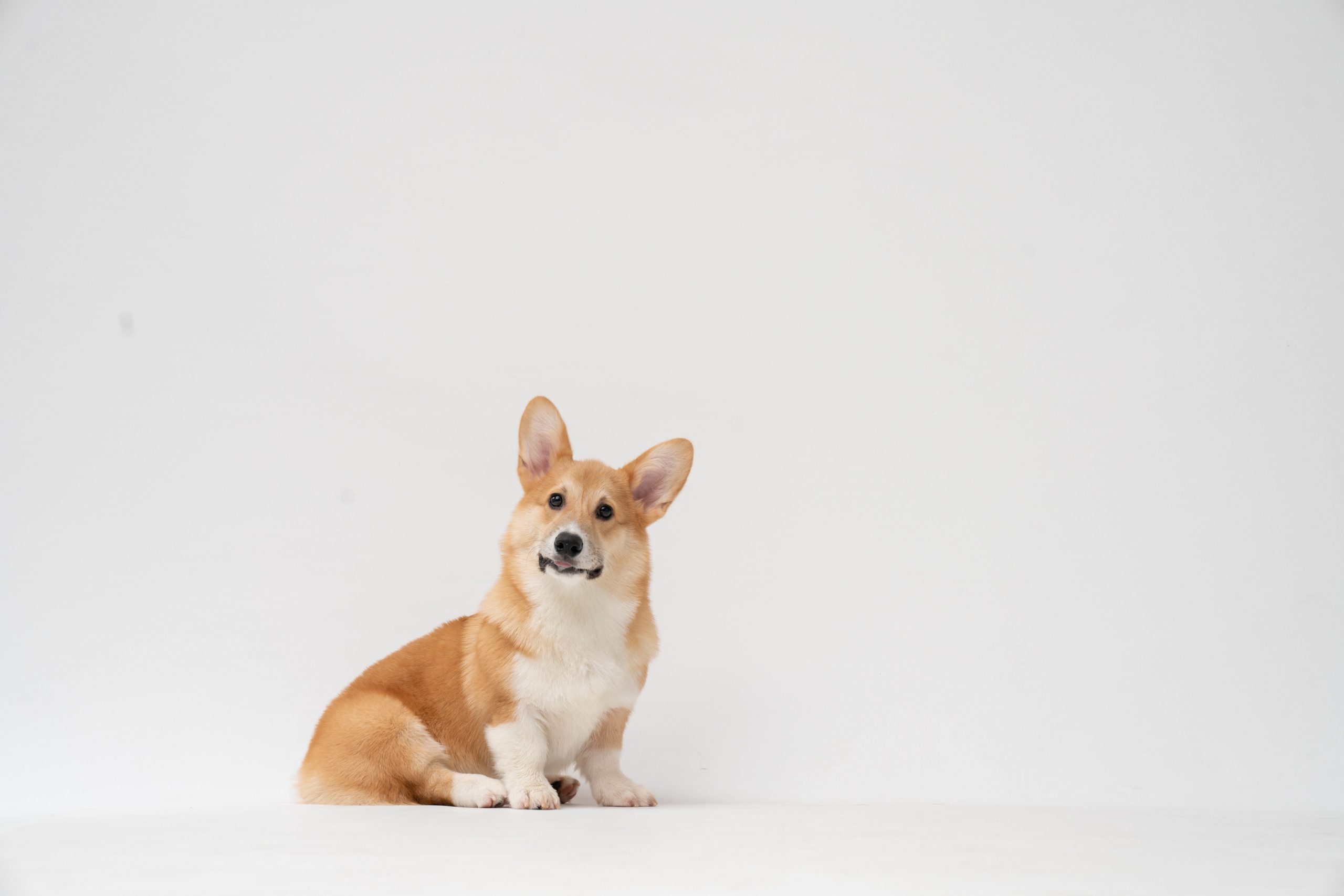 best dog food for corgis