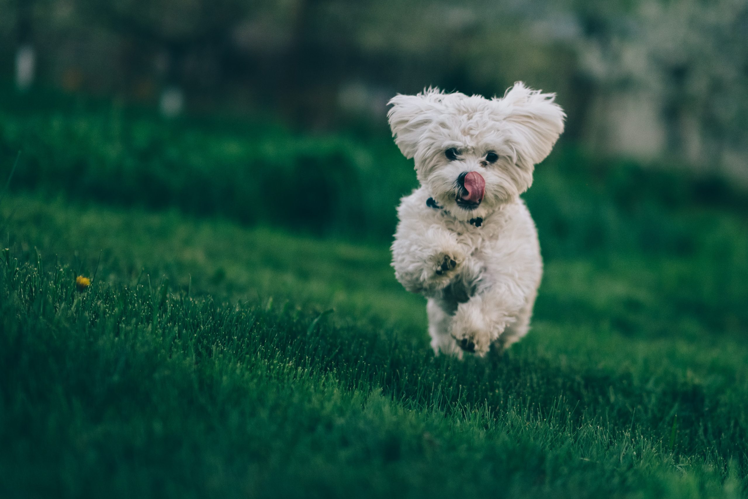 The Best Dog Food For Gassy Dogs Dogtime