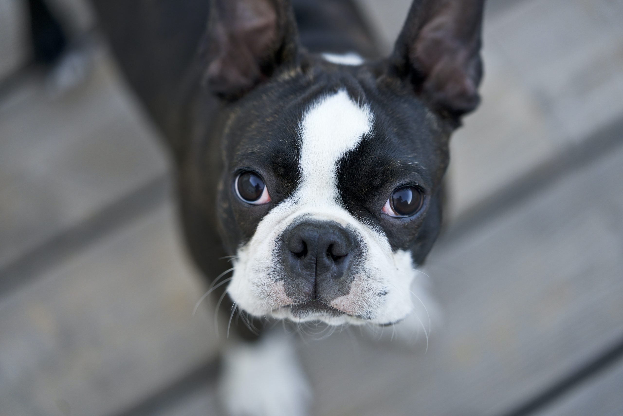 main image for the best dog food for boston terriers