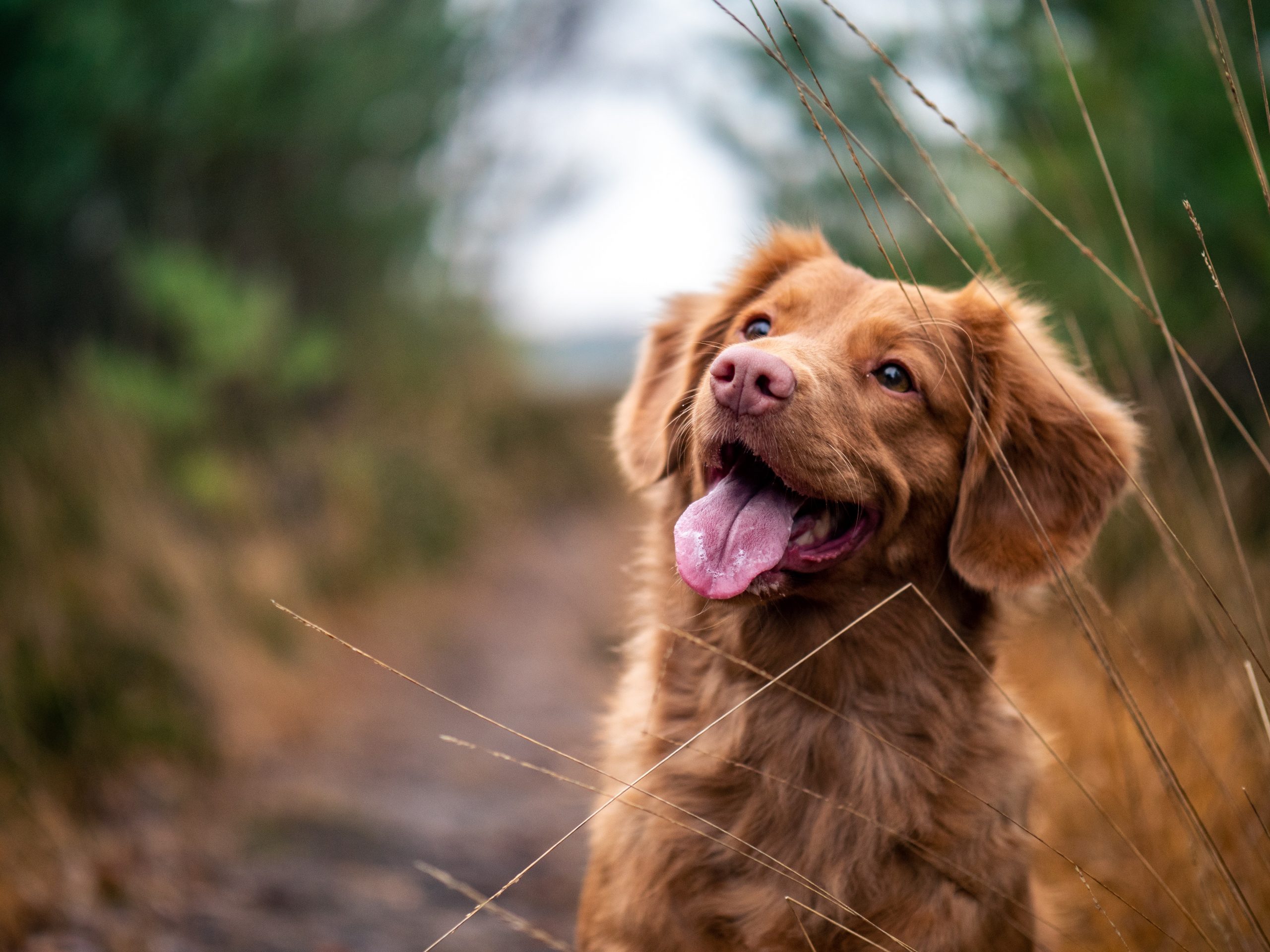 main image for the best dog food for heart health