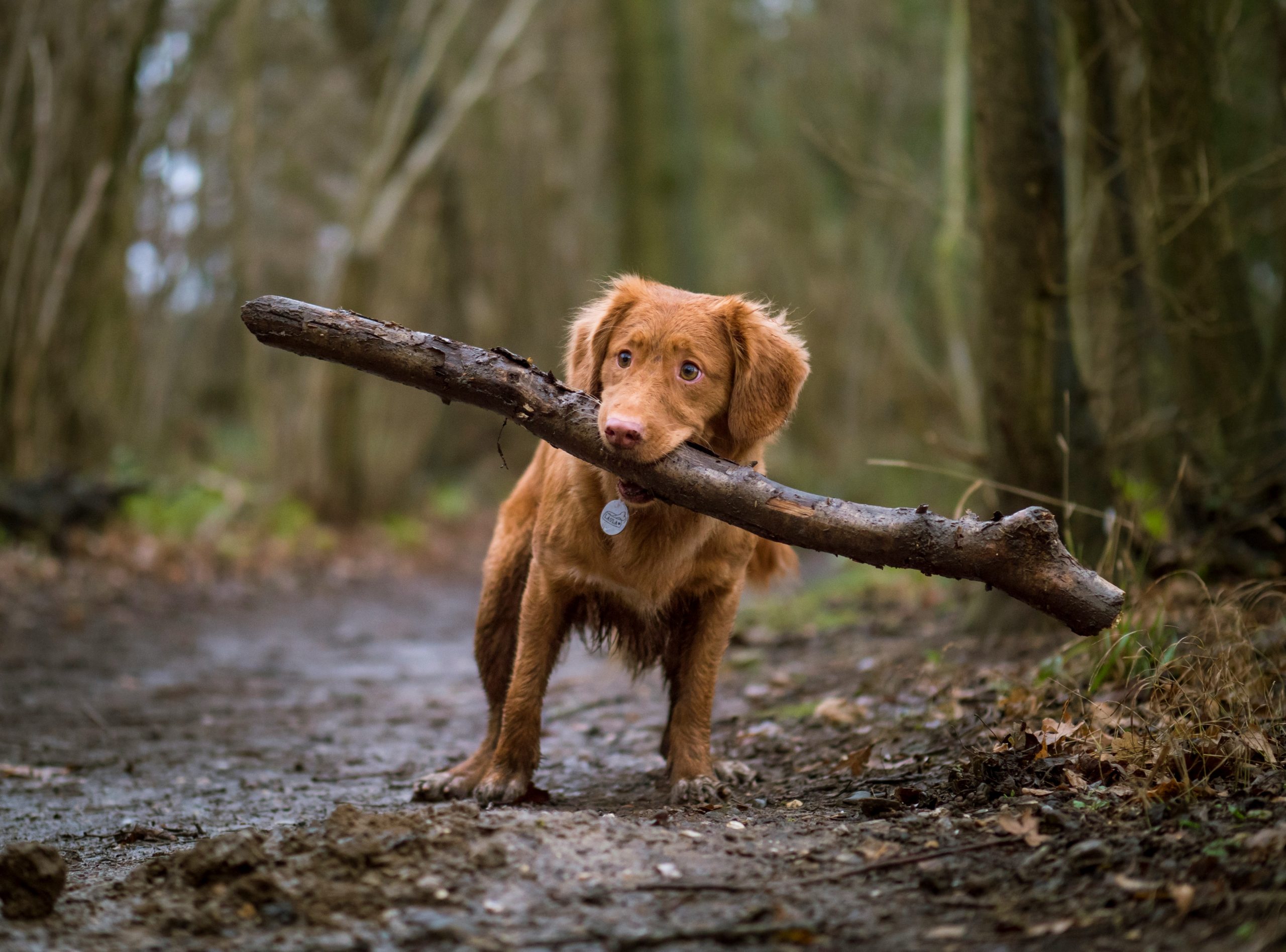 best dog food for medium dogs