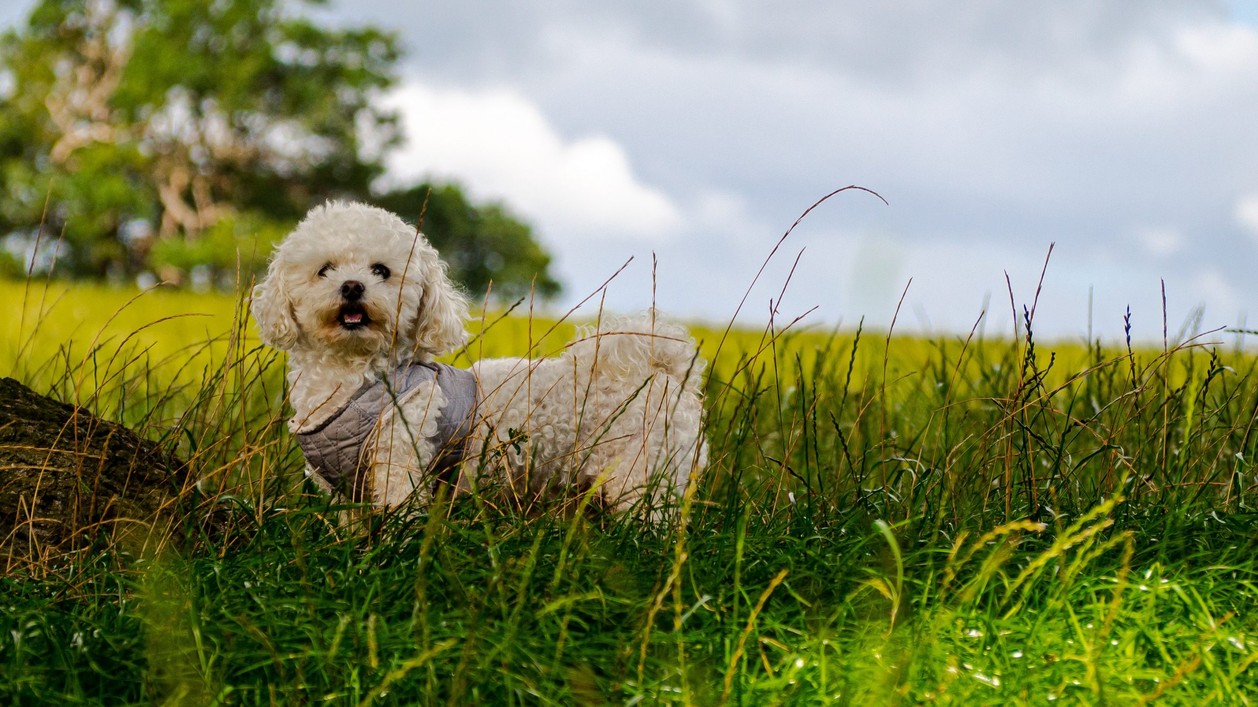 main image for the best dog foods for bichon frise dogs