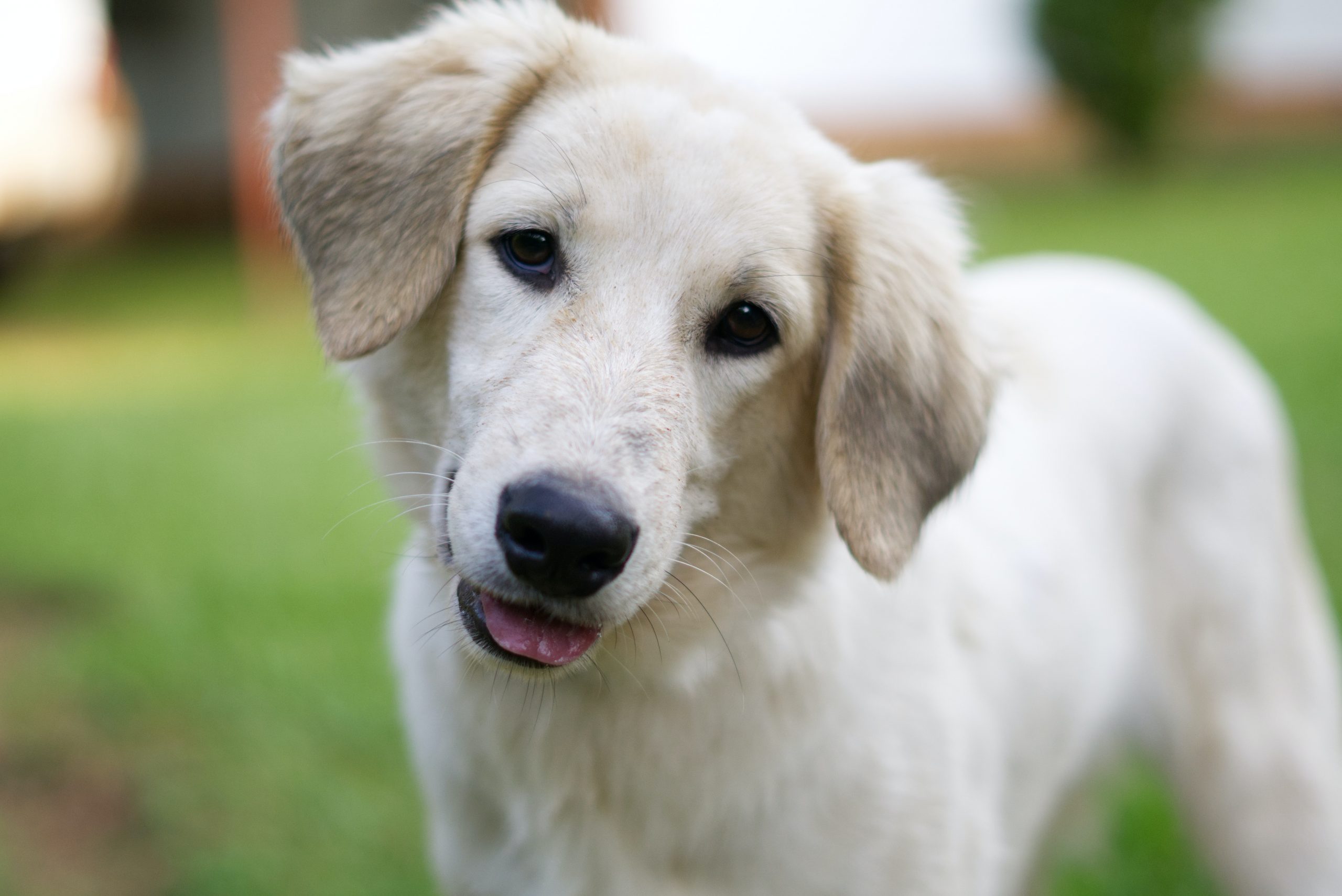 best dog food for great pyrenees