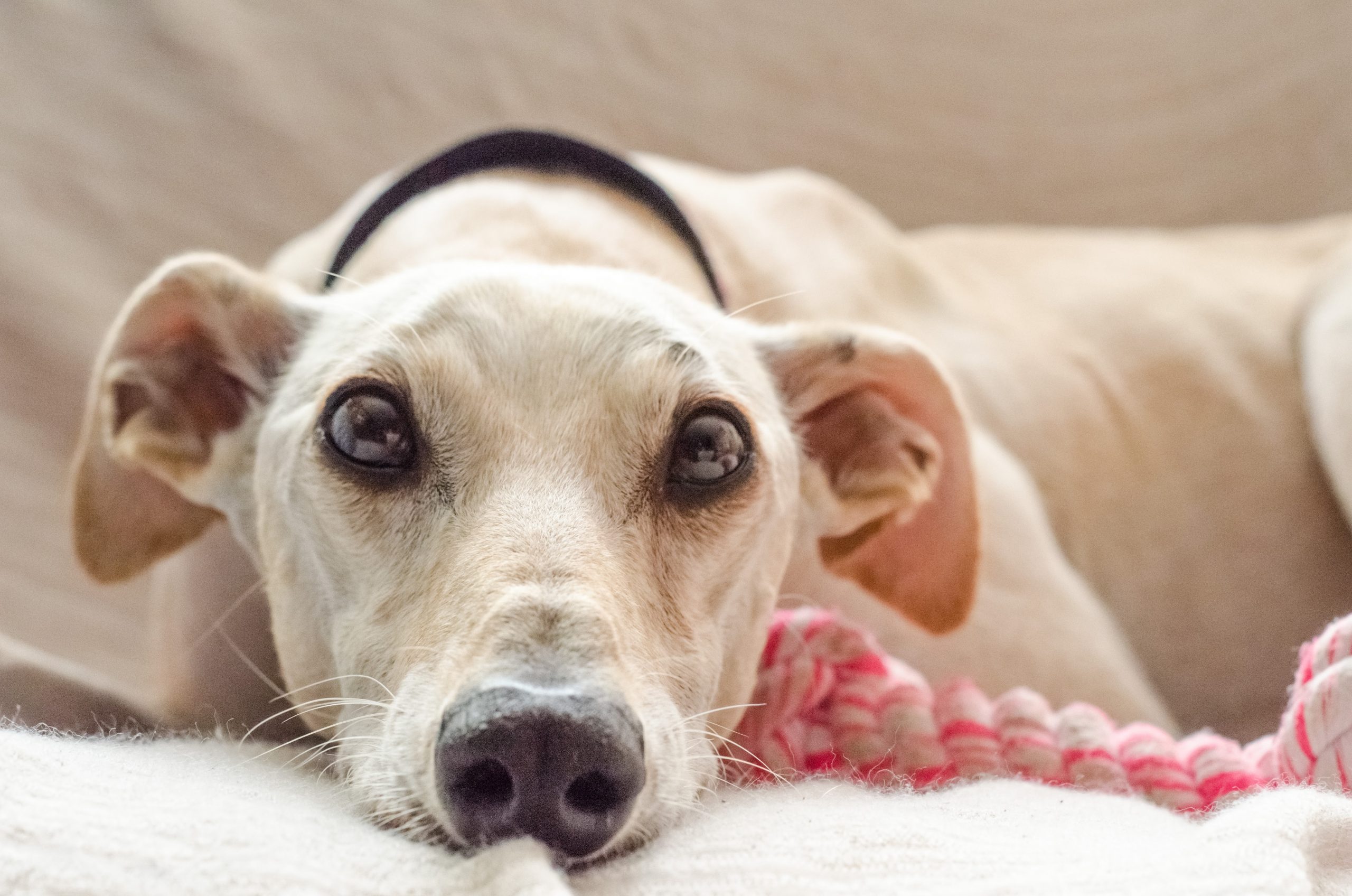 main image for the best dog bed for greyhounds