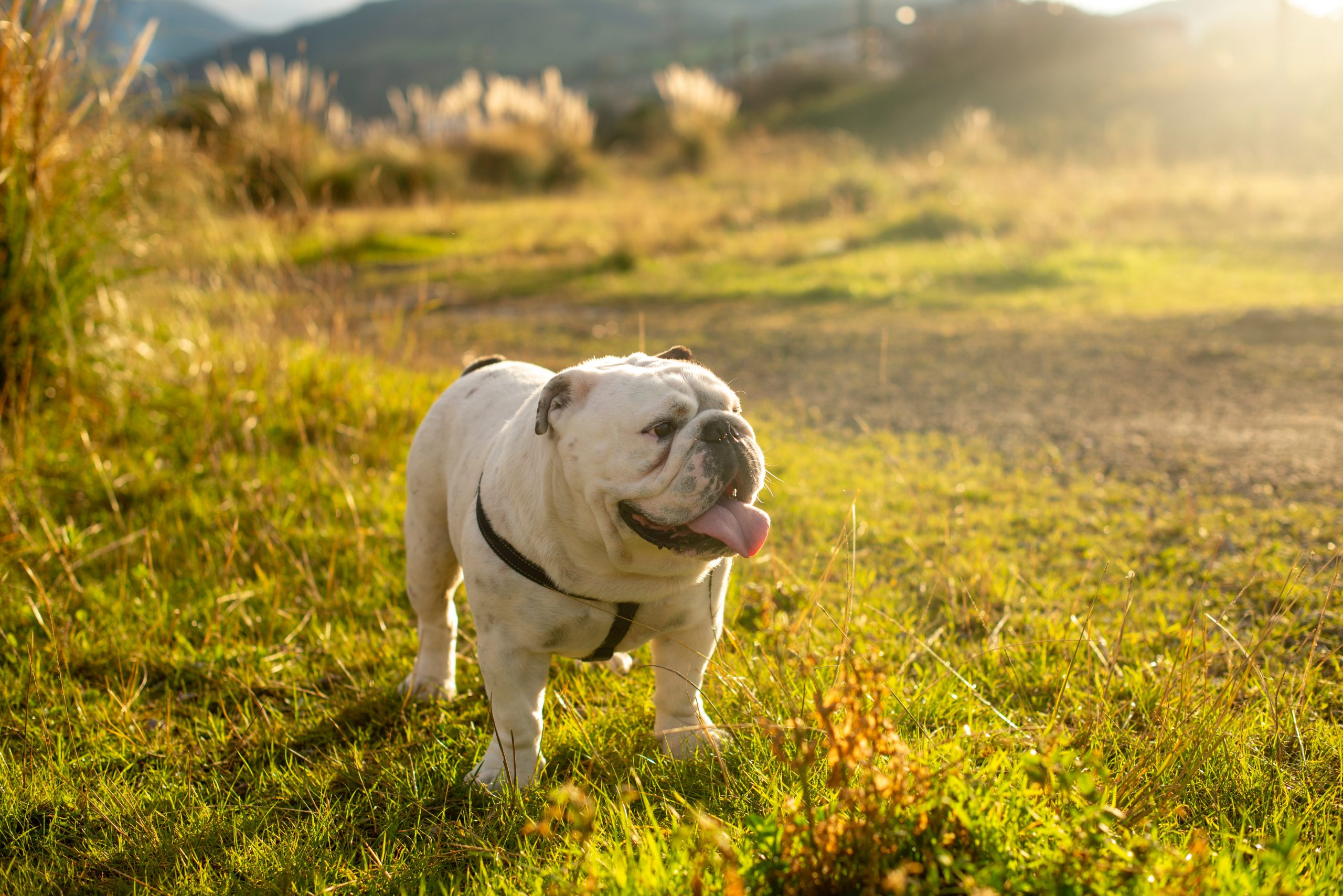 best dog food for english bulldogs