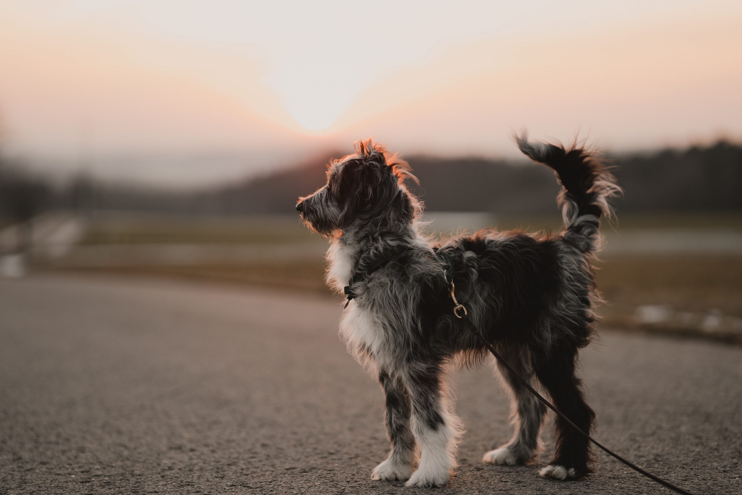 best dog food for aussiedoodles