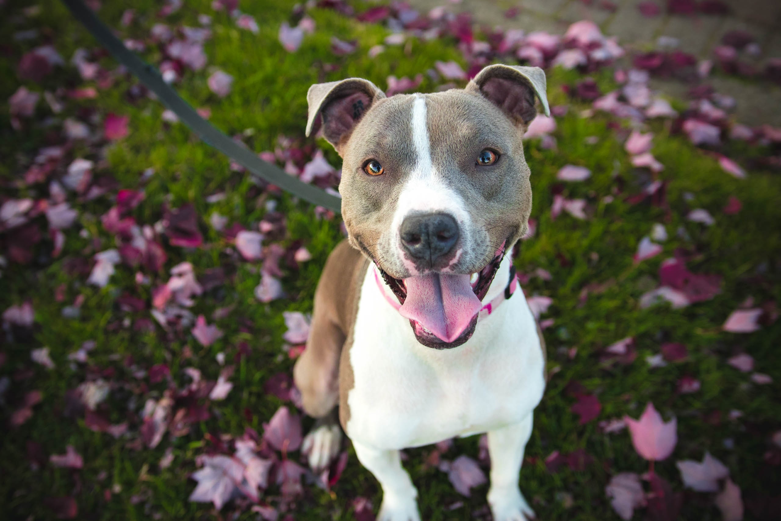 main image for the best dog food for pitbulls with skin allergies