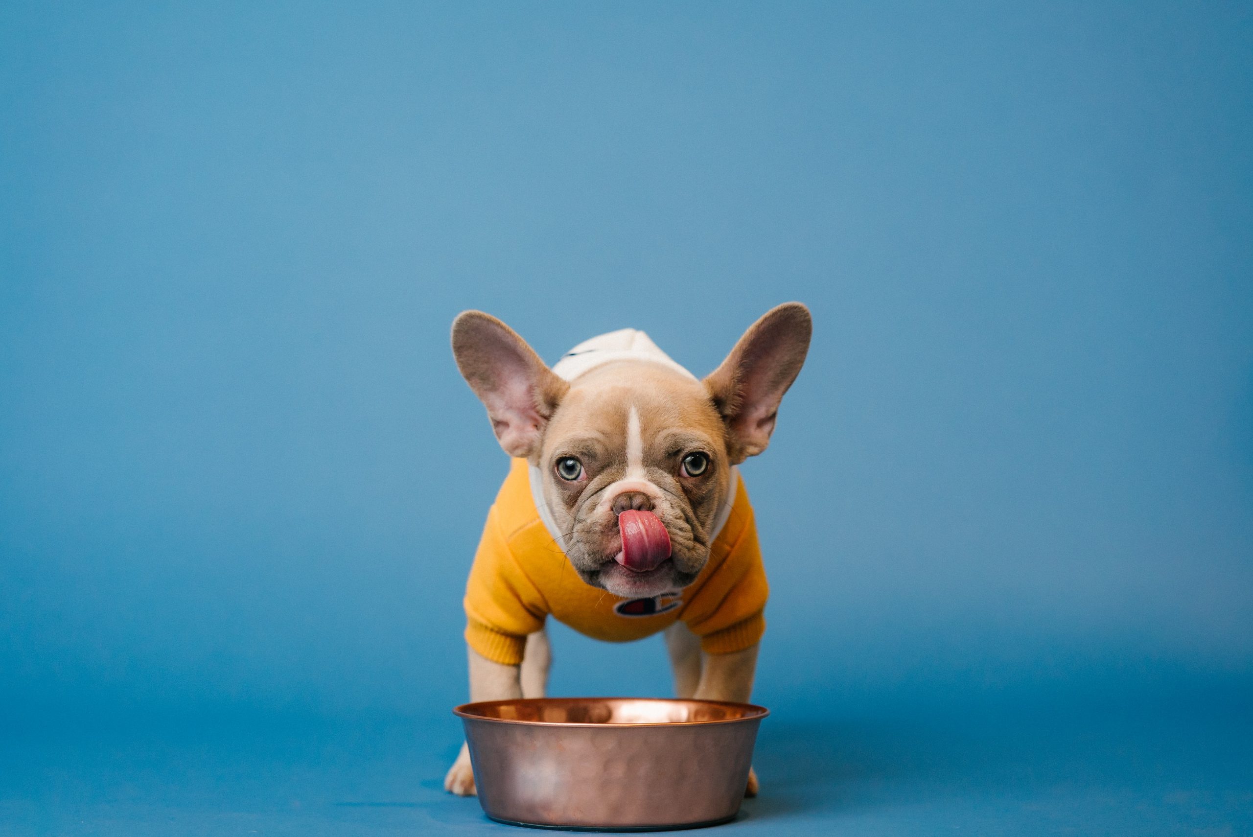 main image for the best dog food for arthritis: a comprehensive review