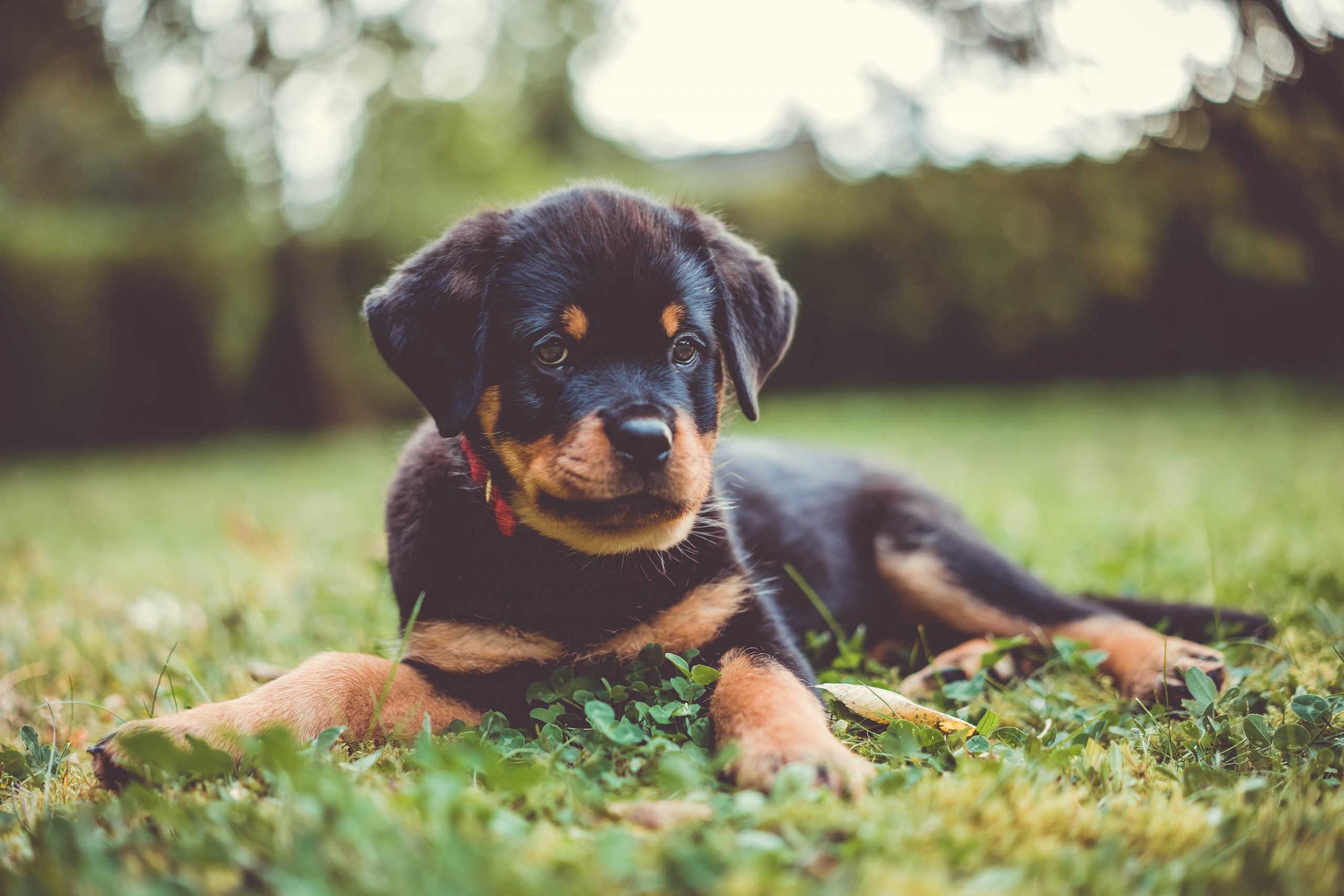 main image for the best dog food for rottweiler puppies in 2024