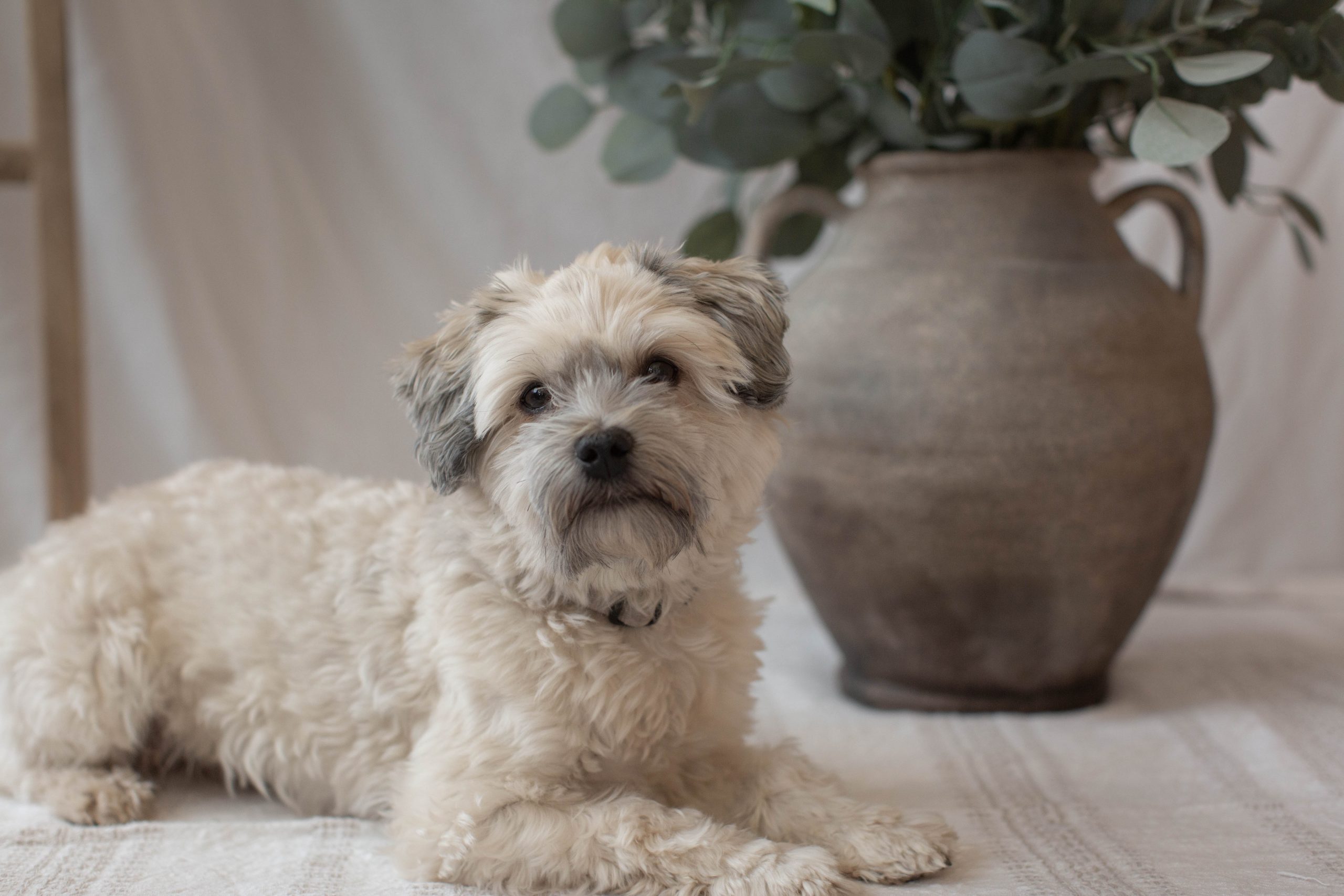 main image for the best dog food for havanese dogs