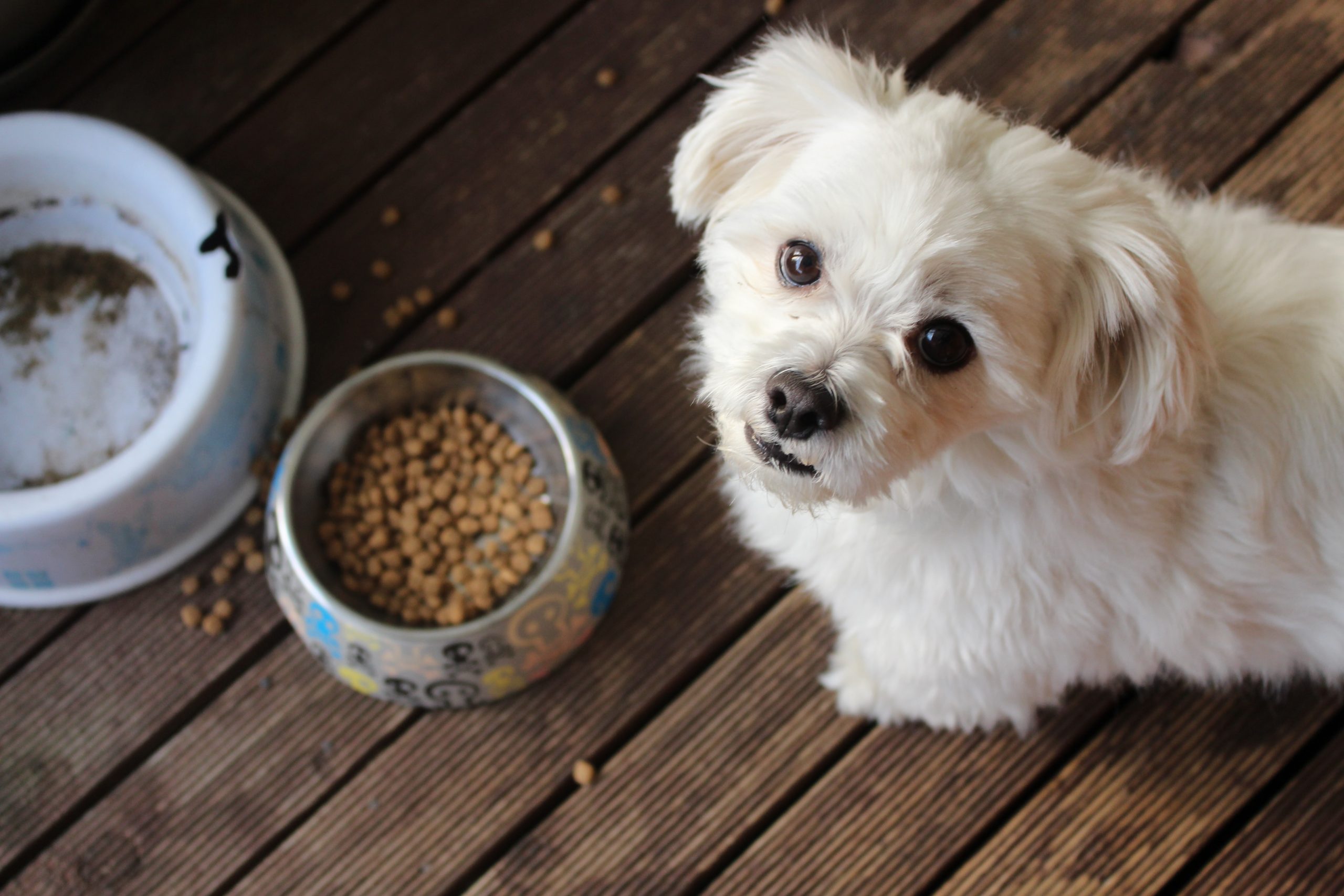 main image for the best dog food options for yeast infections