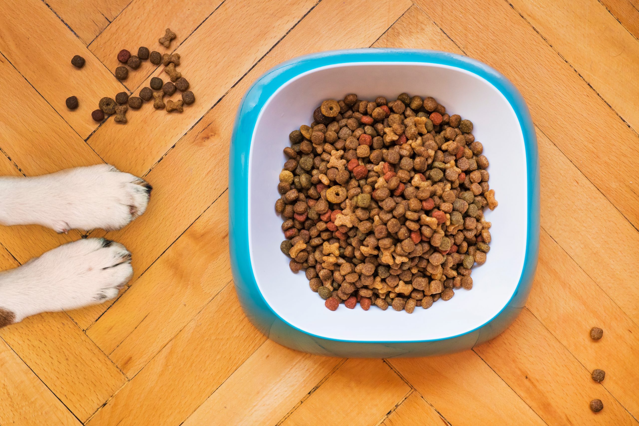 main image for the best dog food for catahoula leopards