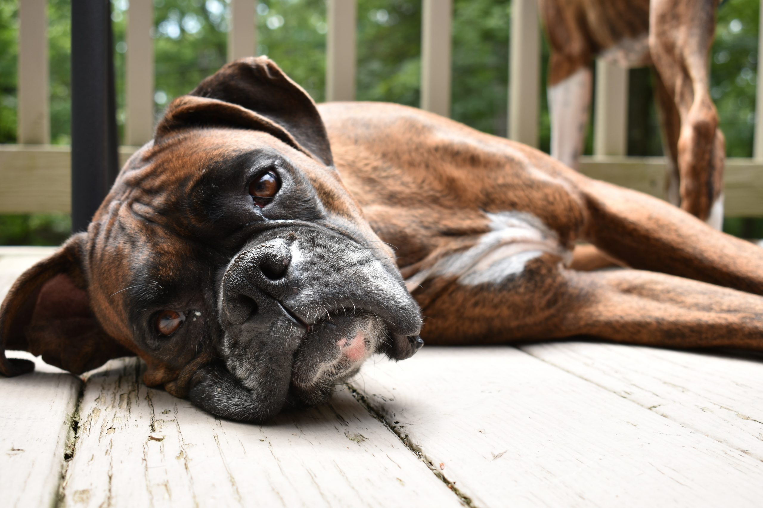 main image for the best dog bed for boxers