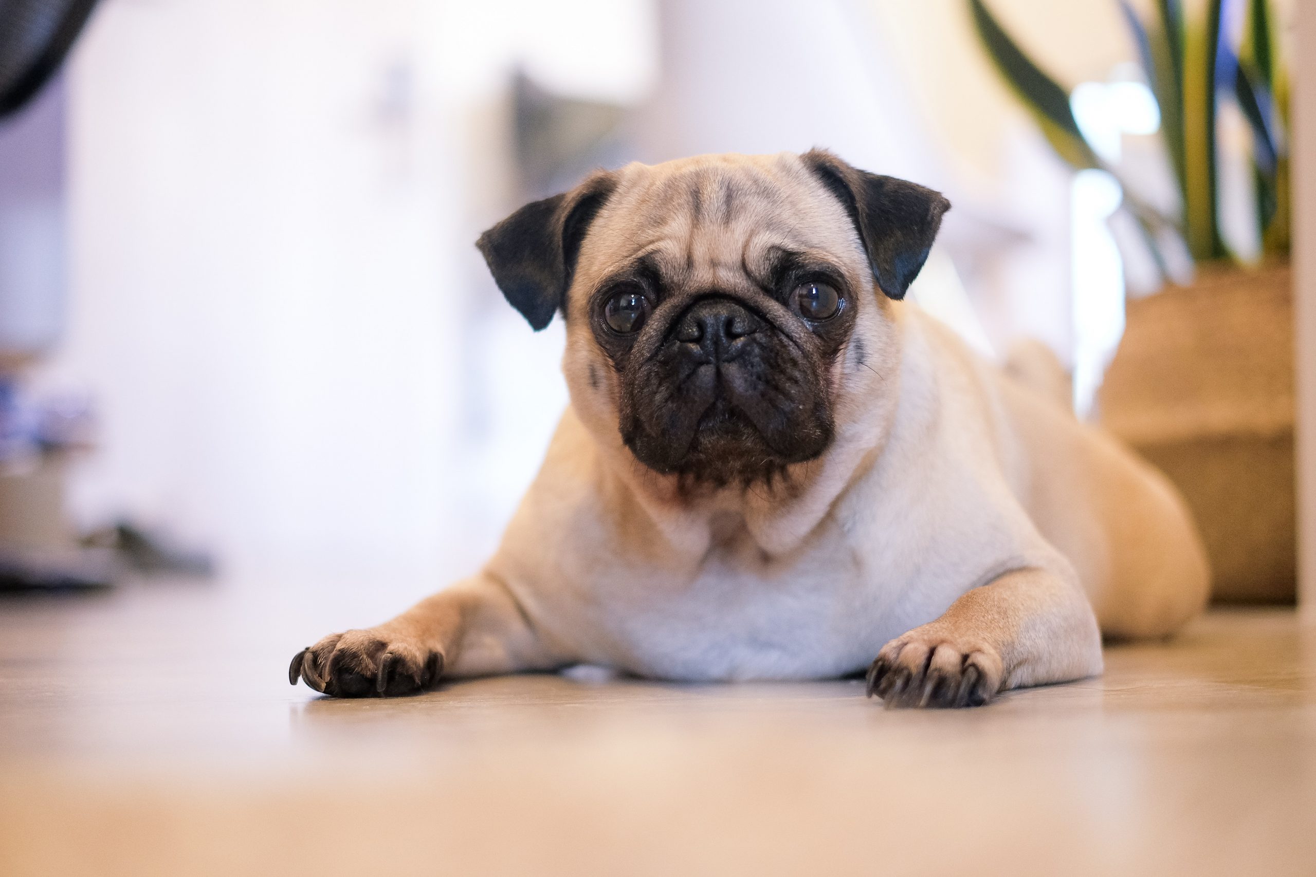 best dog food for pugs