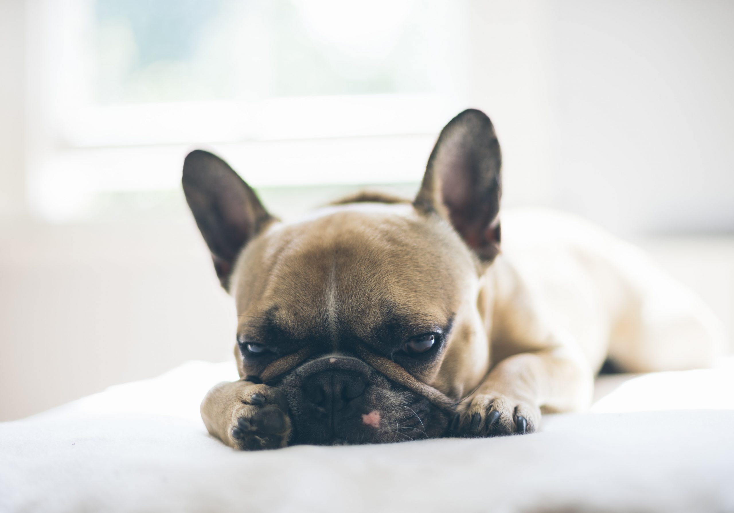 main image for the best dog beds for french bulldogs