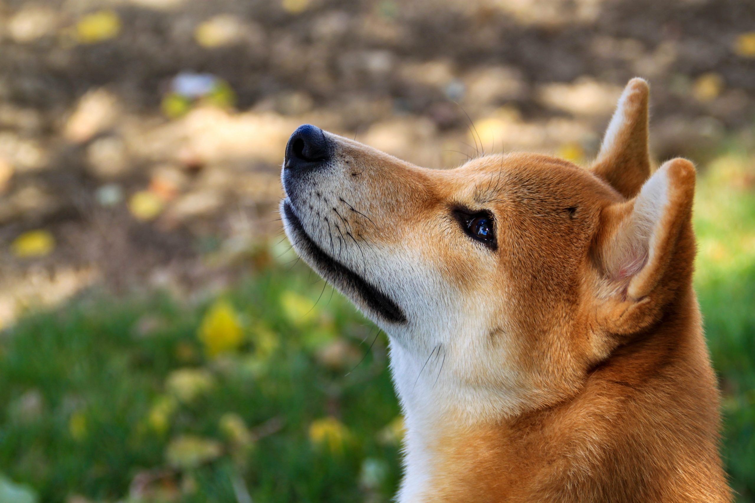 main image for the best dog foods for shiba inus: a detailed review